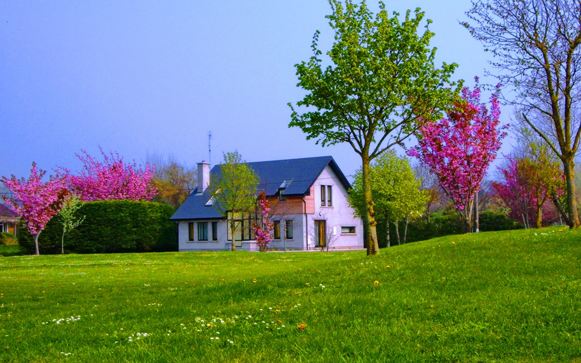 Download mobile wallpaper Grass, Flower, Tree, House, Field, Spring, Man Made for free.