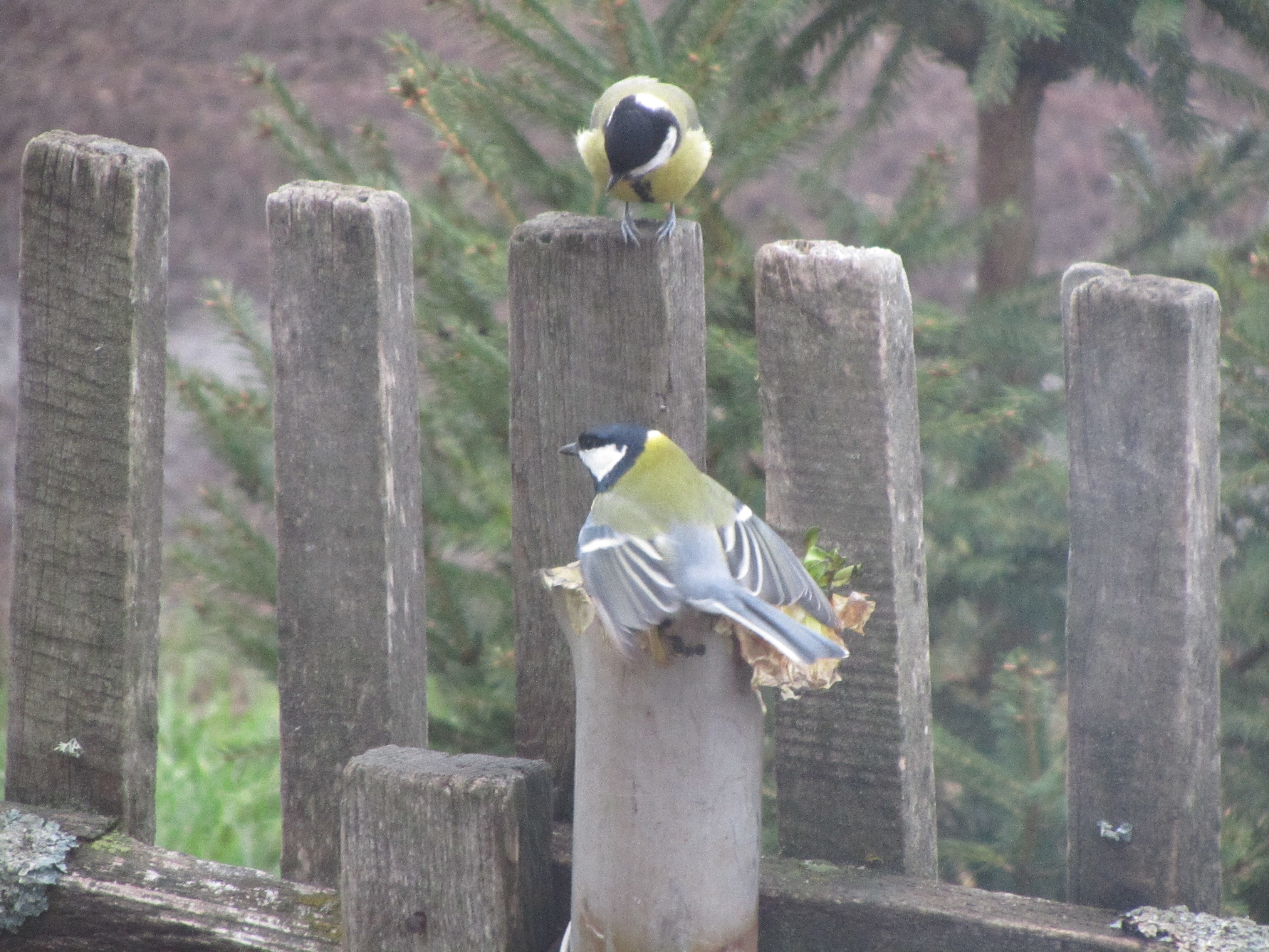 Free download wallpaper Bird, Animal on your PC desktop