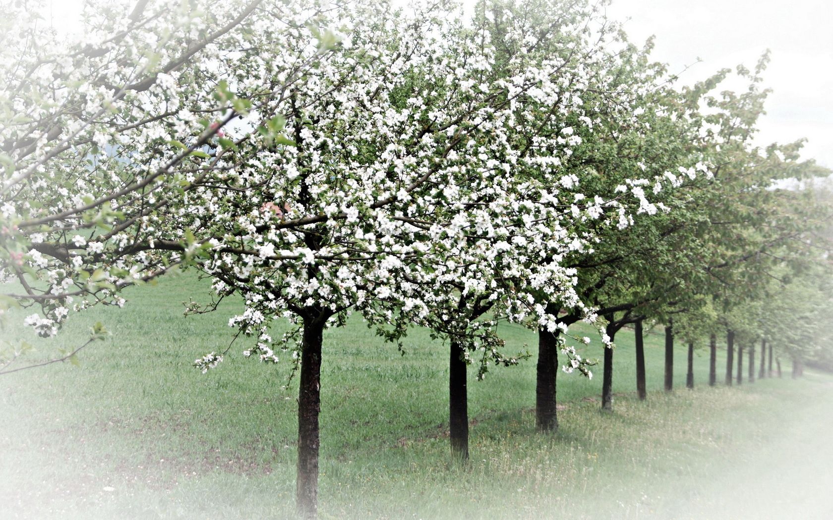 spring, nature, trees, bloom, flowering, garden, apple trees Full HD
