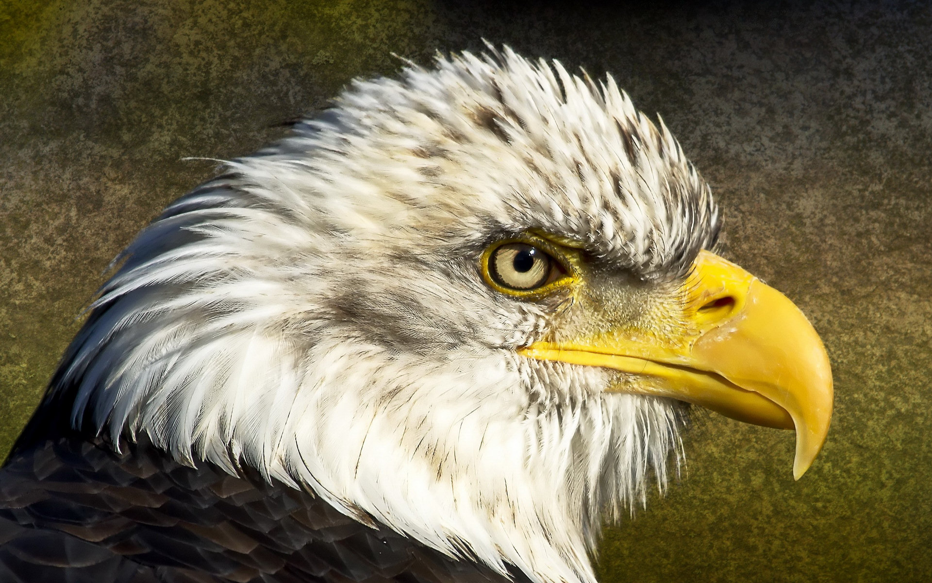 Free download wallpaper Birds, Bird, Animal, Eagle on your PC desktop