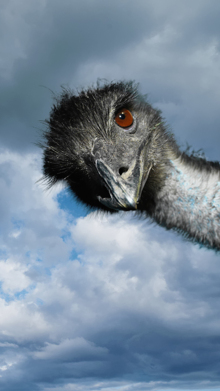 1111826 Hintergrundbild herunterladen tiere, emu, vögel - Bildschirmschoner und Bilder kostenlos
