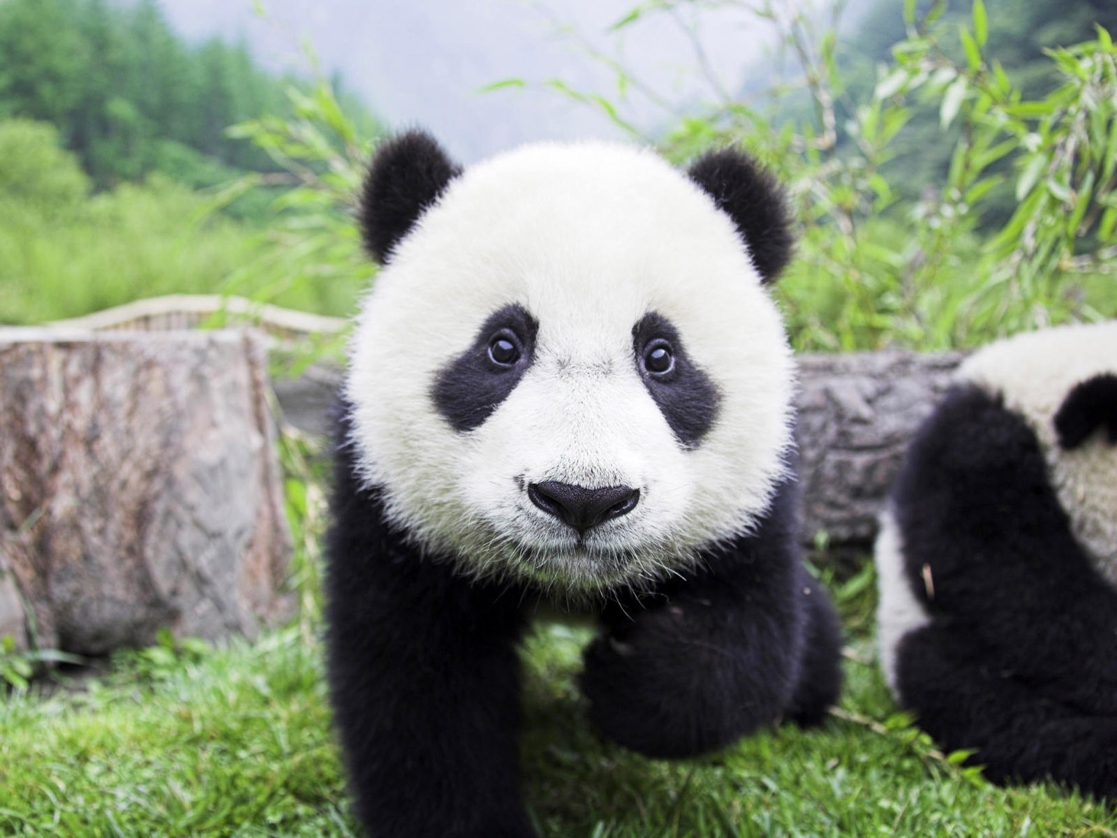 Скачать обои бесплатно Животные, Панда картинка на рабочий стол ПК