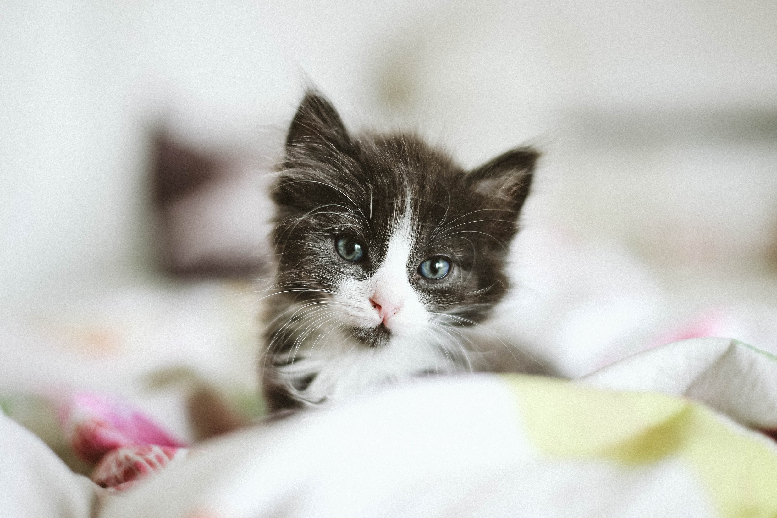 無料モバイル壁紙動物, ネコ, 猫, 子猫, 赤ちゃん動物をダウンロードします。