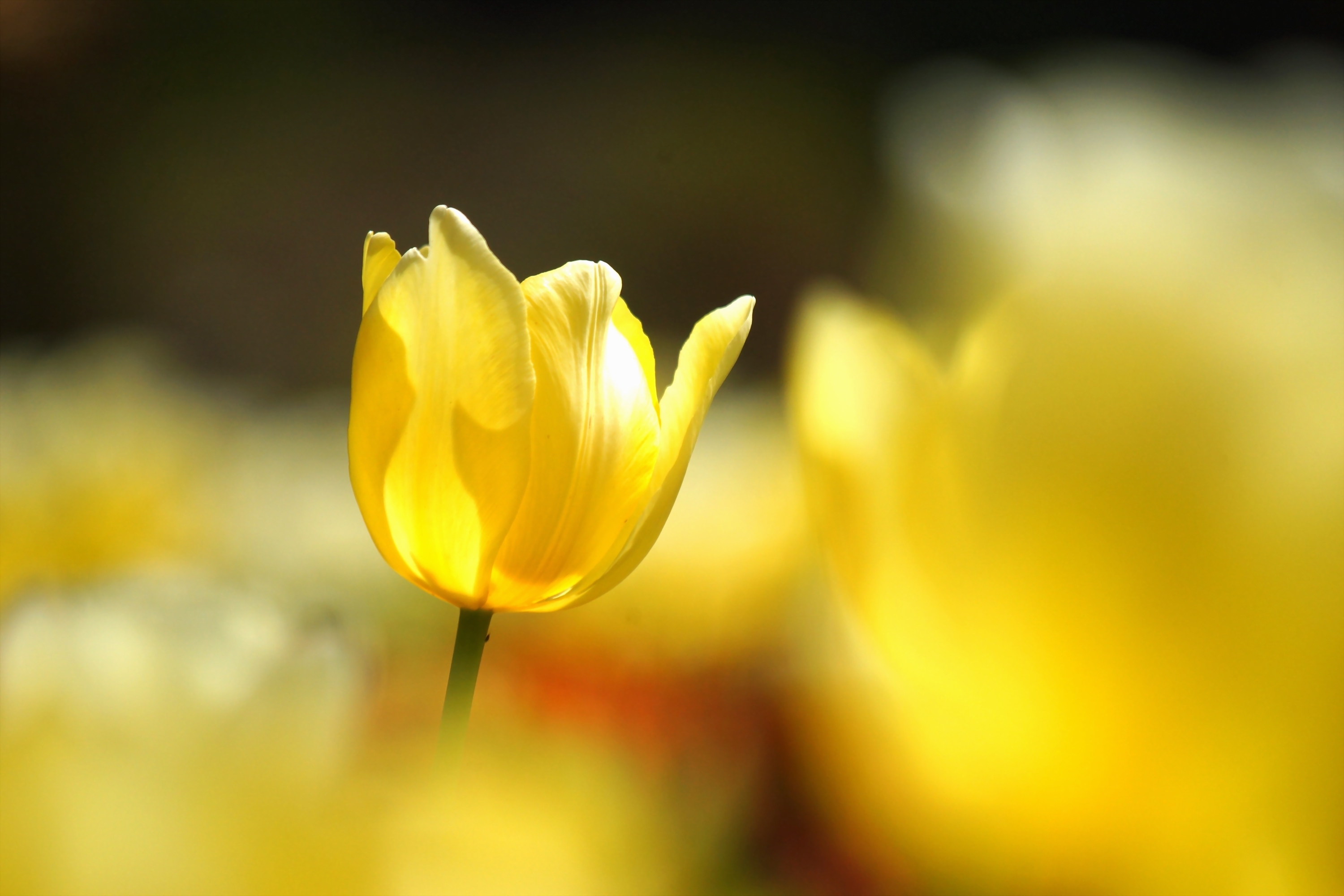 Free download wallpaper Flowers, Flower, Macro, Earth, Bokeh, Tulip on your PC desktop