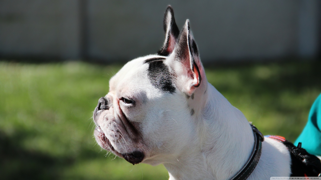 Baixe gratuitamente a imagem Animais, Cães, Cão na área de trabalho do seu PC