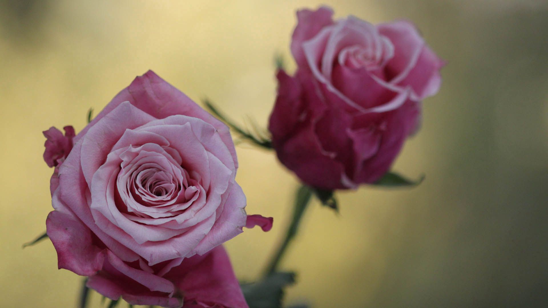 Download mobile wallpaper Petals, Macro, Rose, Rose Flower, Flowers, Plant for free.