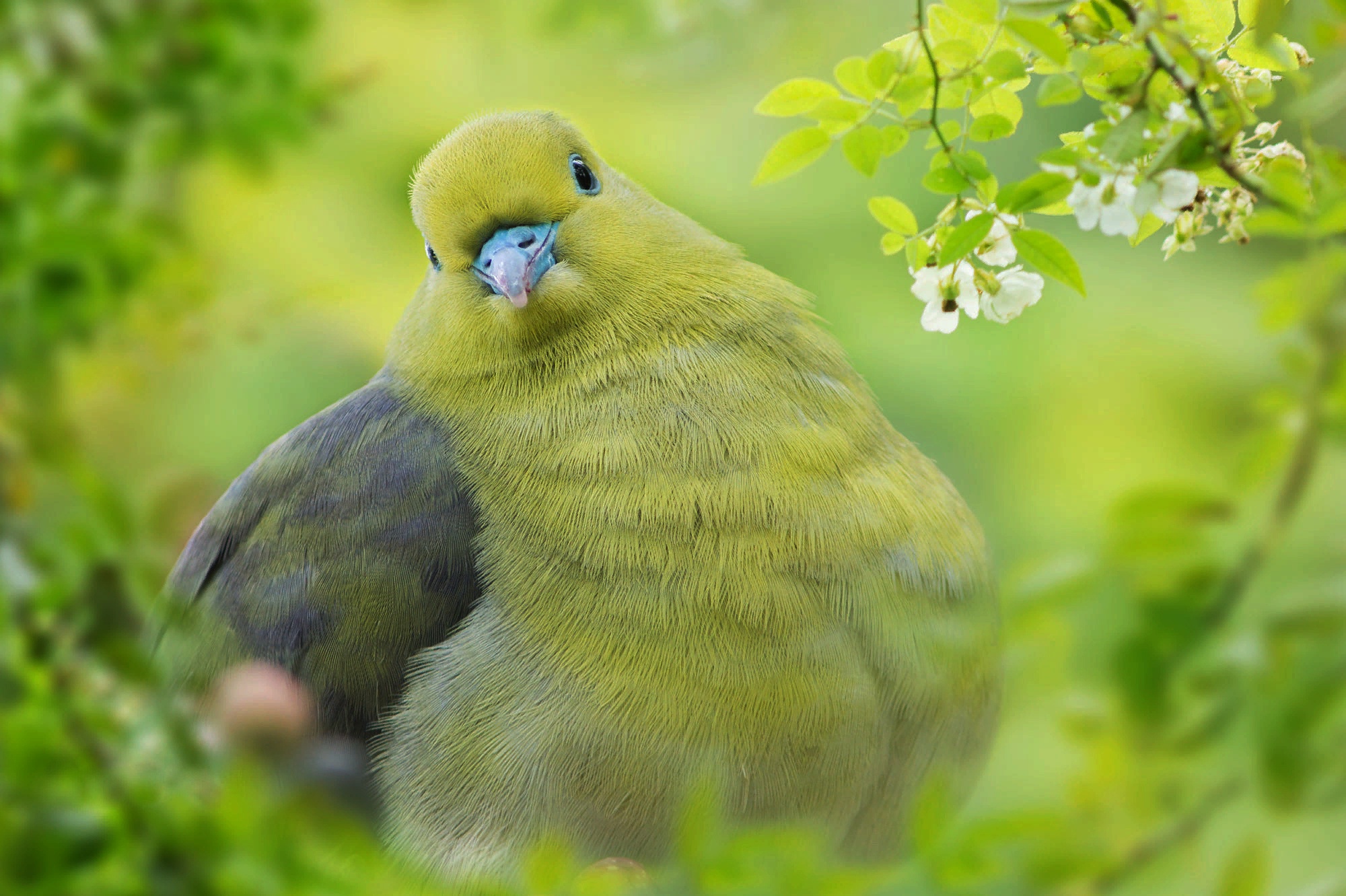 PCデスクトップに動物, 自然, 鳥, ブランチ, 鳩画像を無料でダウンロード