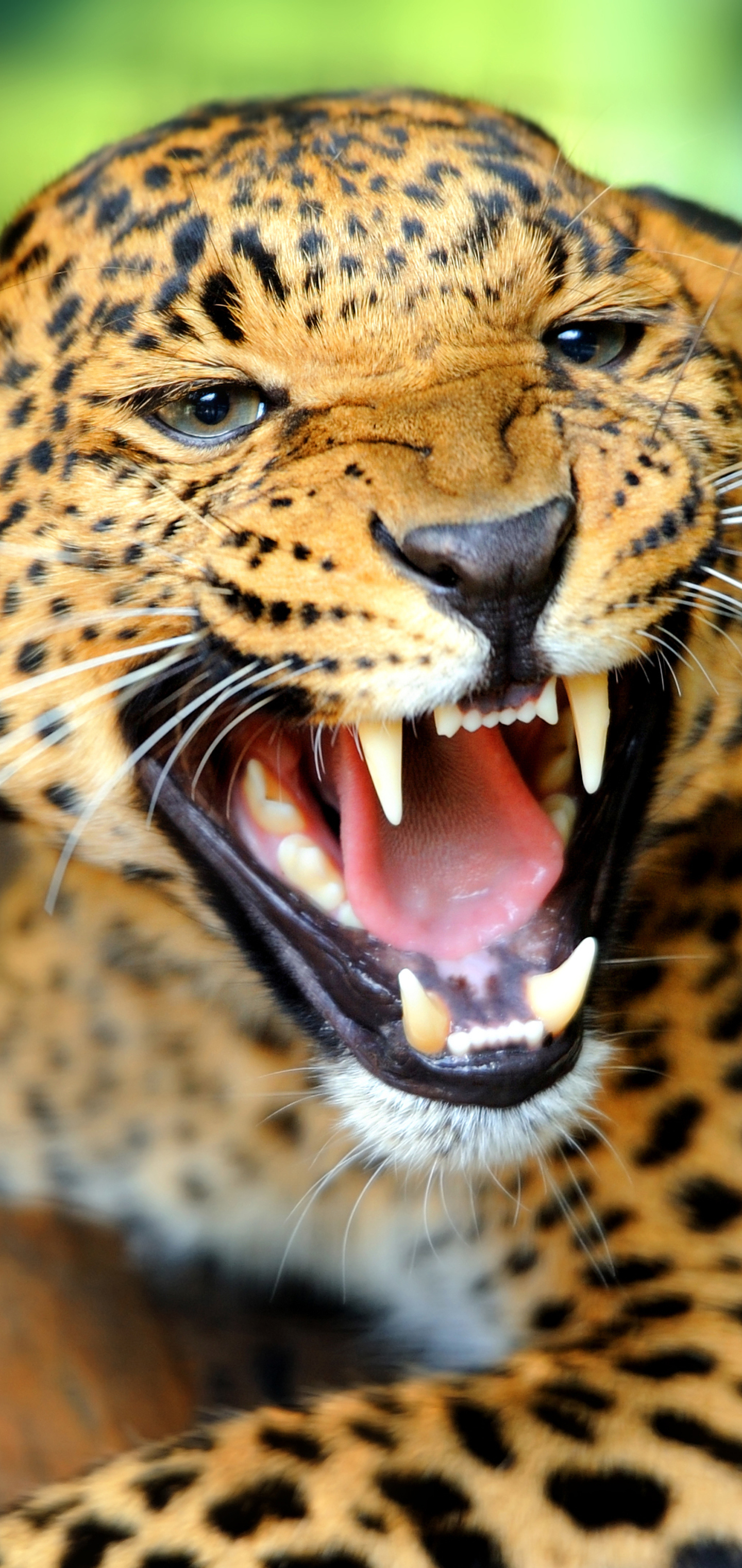 Descarga gratuita de fondo de pantalla para móvil de Animales, Gatos, Jaguar.