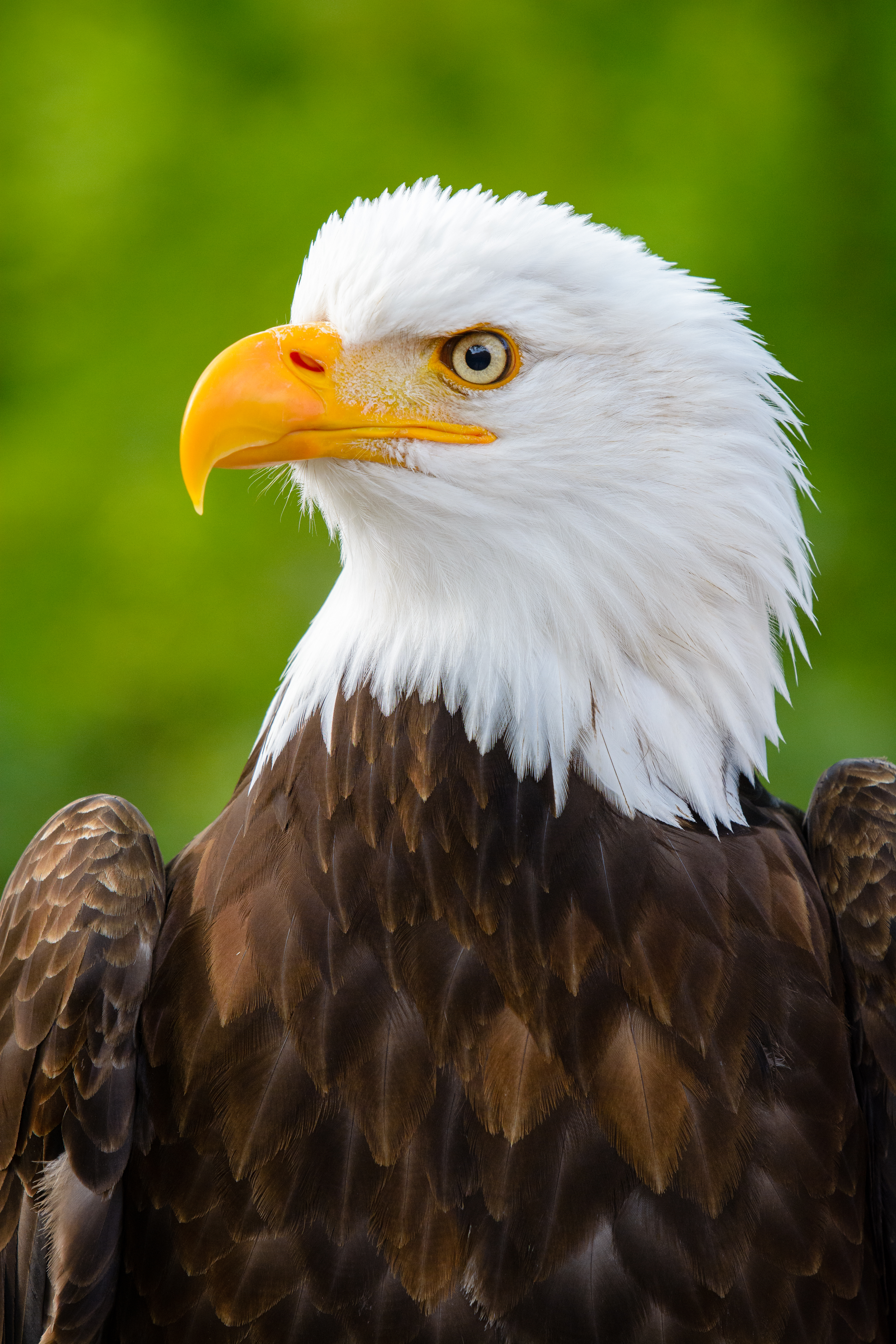 eagle, animals, bird, beak, predator, sight, opinion, profile