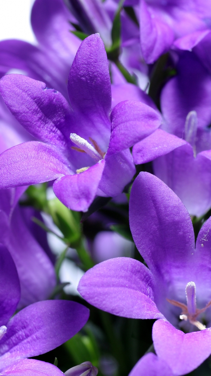 Descarga gratuita de fondo de pantalla para móvil de Flores, Flor, Tierra/naturaleza.