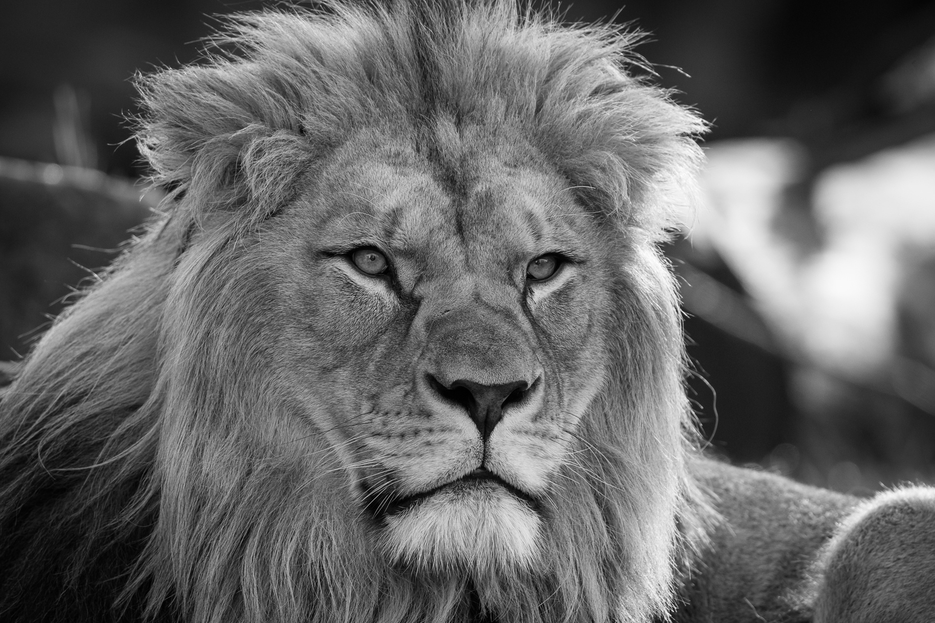 Free download wallpaper Cats, Lion, Animal, Black & White on your PC desktop