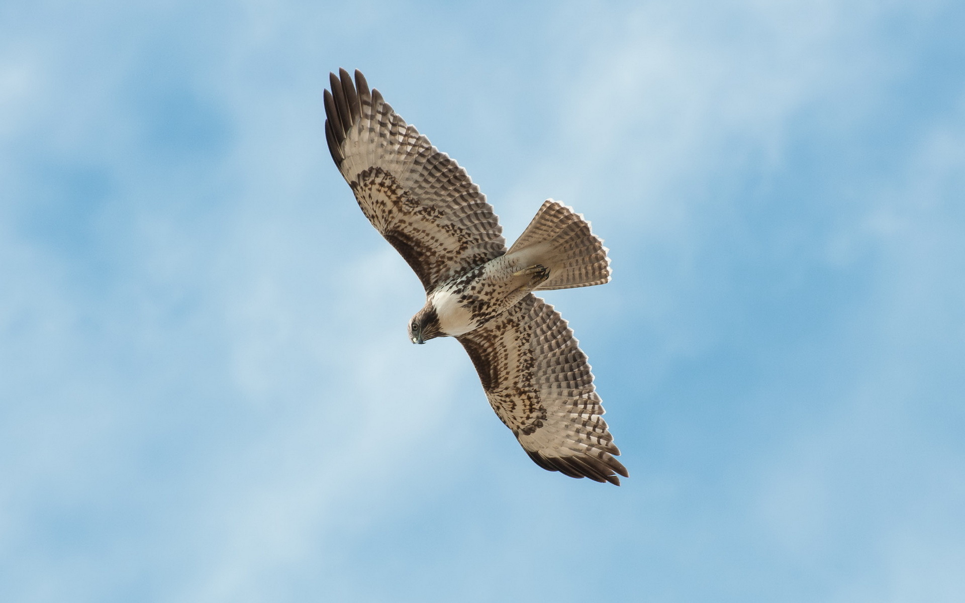 無料モバイル壁紙鳥, 動物をダウンロードします。