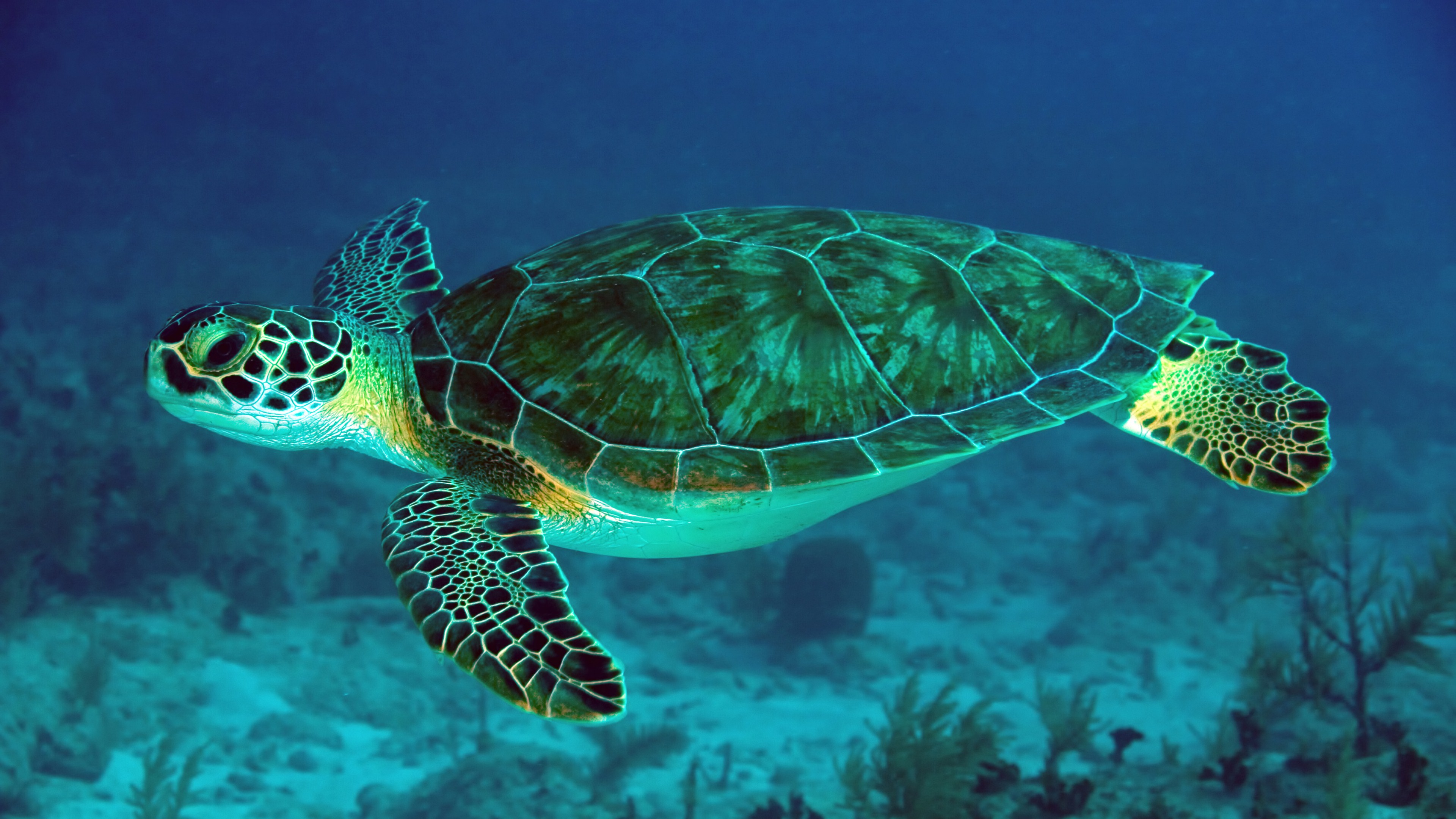 319992 скачать обои животные, морская черепаха, черепахи - заставки и картинки бесплатно