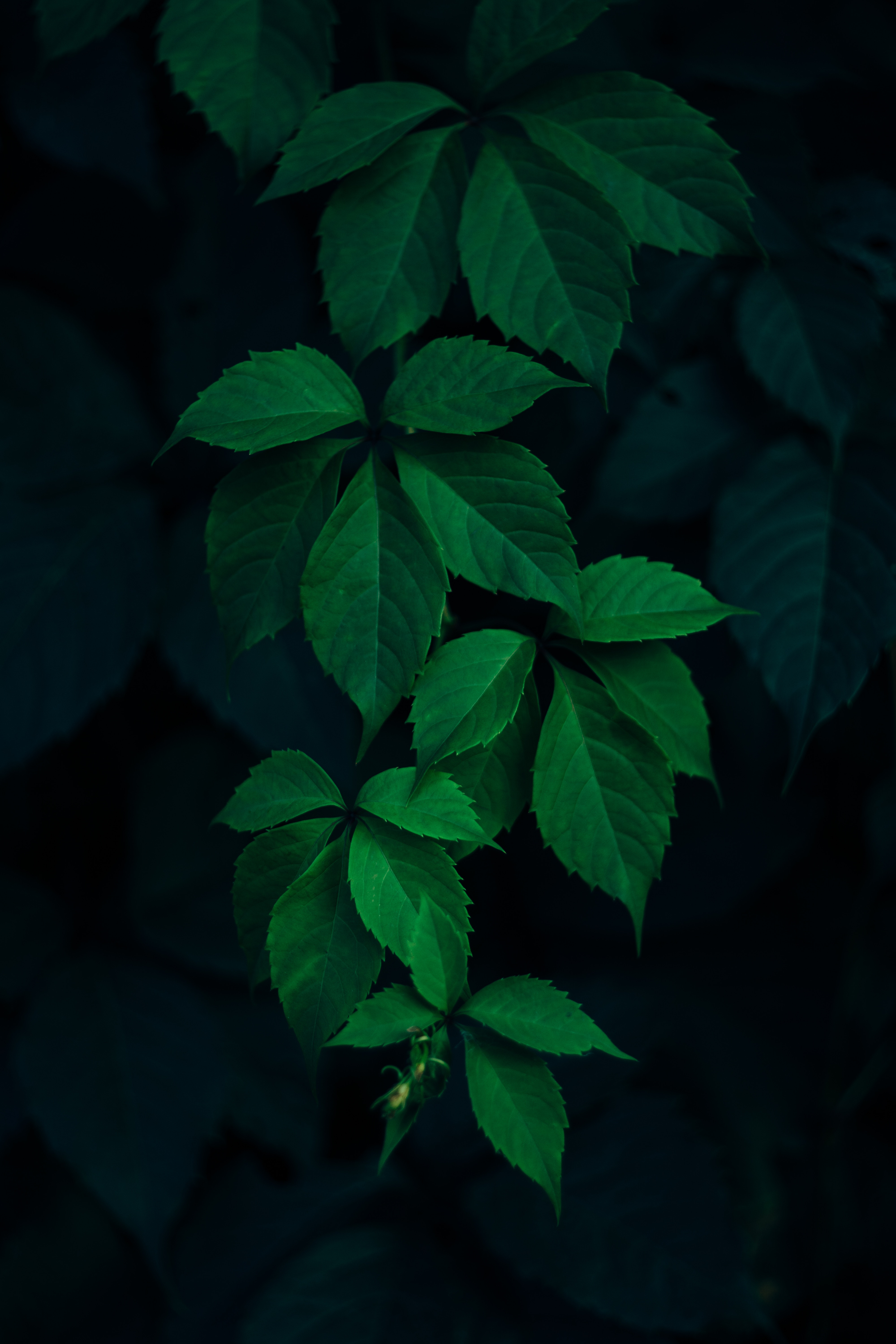 leaves, nature, branches, green, dark background Full HD