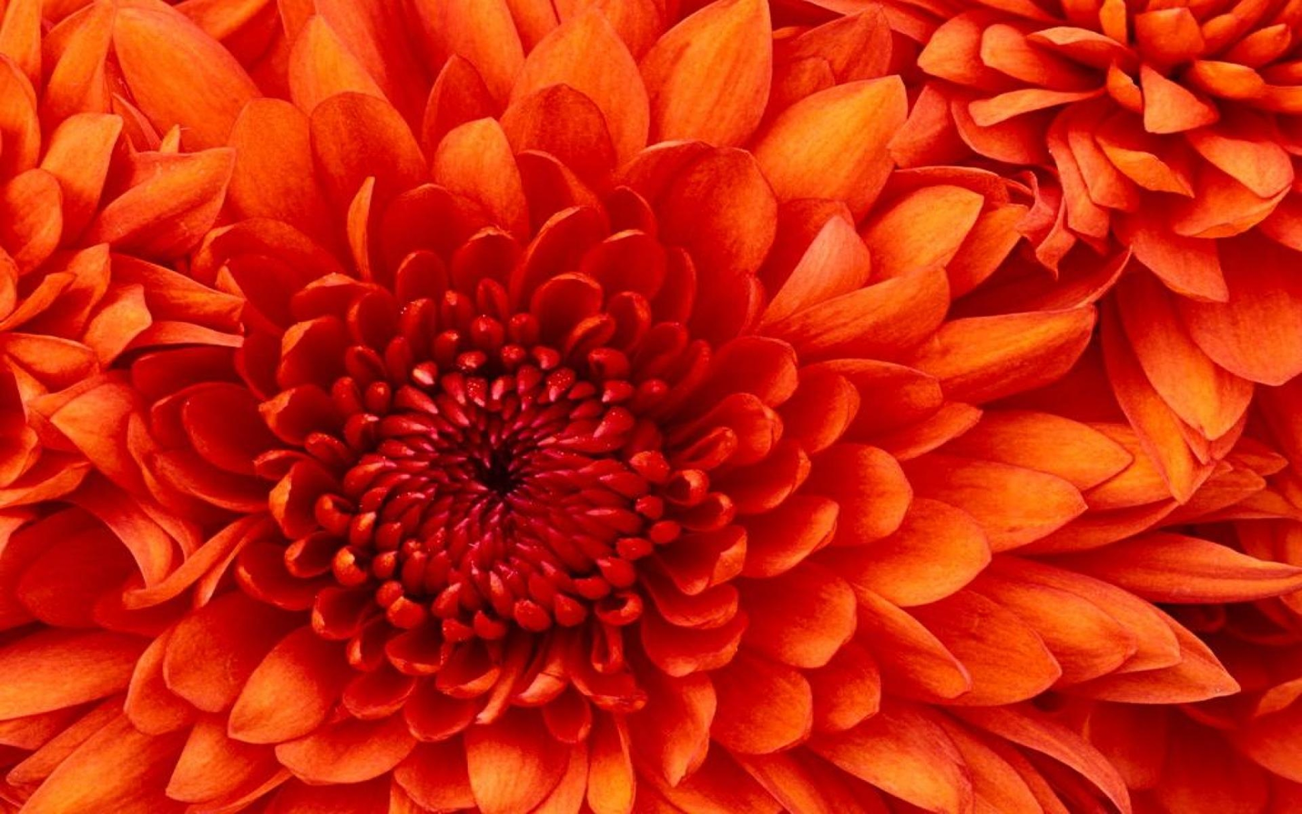Завантажити шпалери Апельсинова Квітка на телефон безкоштовно