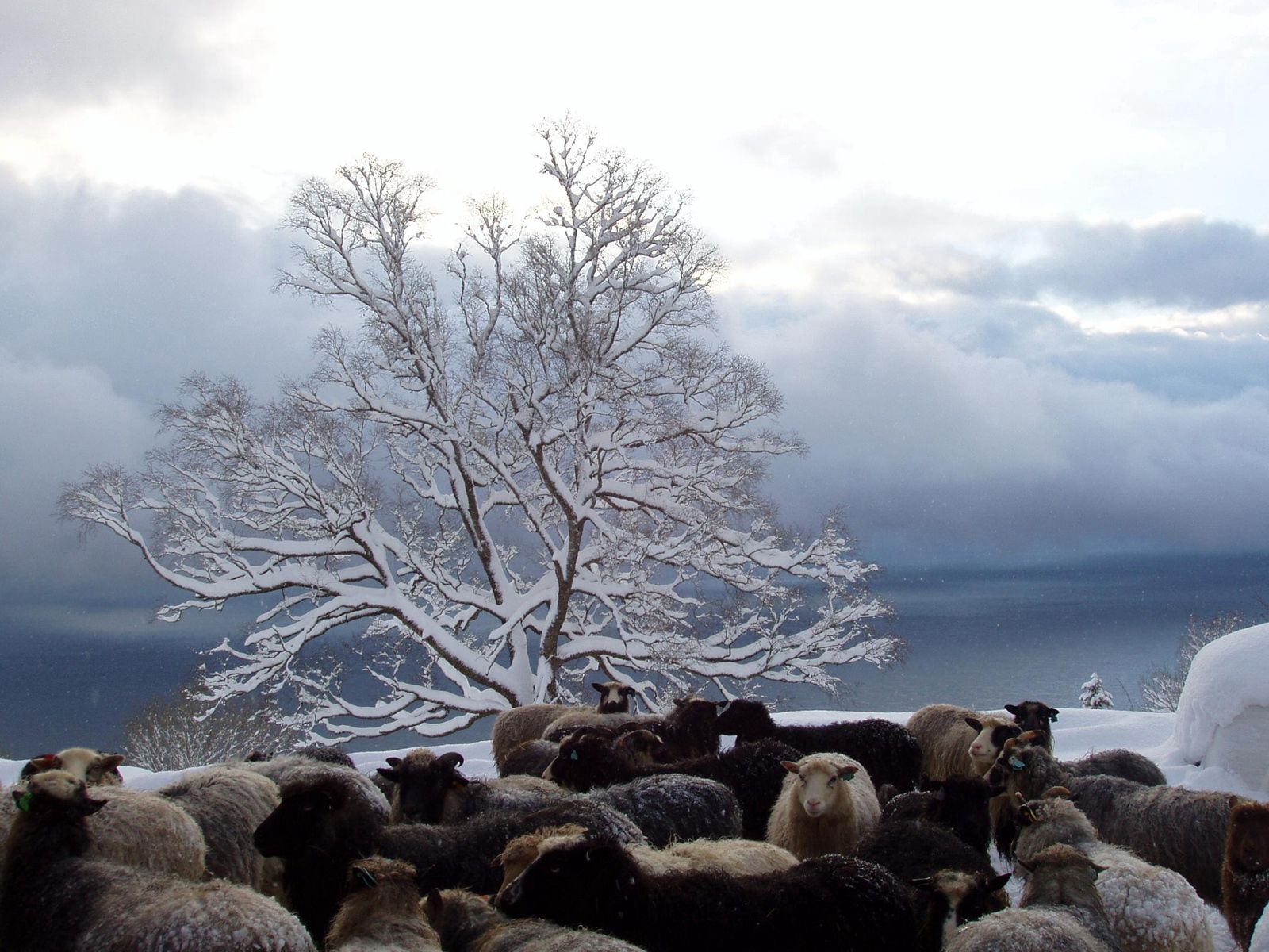 94568 descargar imagen invierno, naturaleza, madera, árbol, rebaño, manada, oveja, ovejas: fondos de pantalla y protectores de pantalla gratis