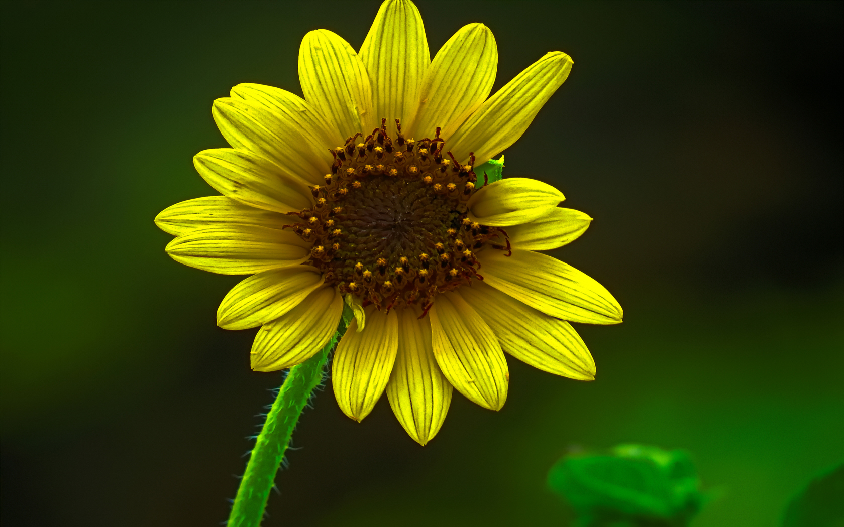 Download mobile wallpaper Flowers, Flower, Earth, Daisy, Yellow Flower for free.