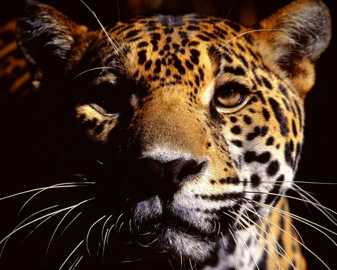 Descarga gratuita de fondo de pantalla para móvil de Animales, Leopardo.