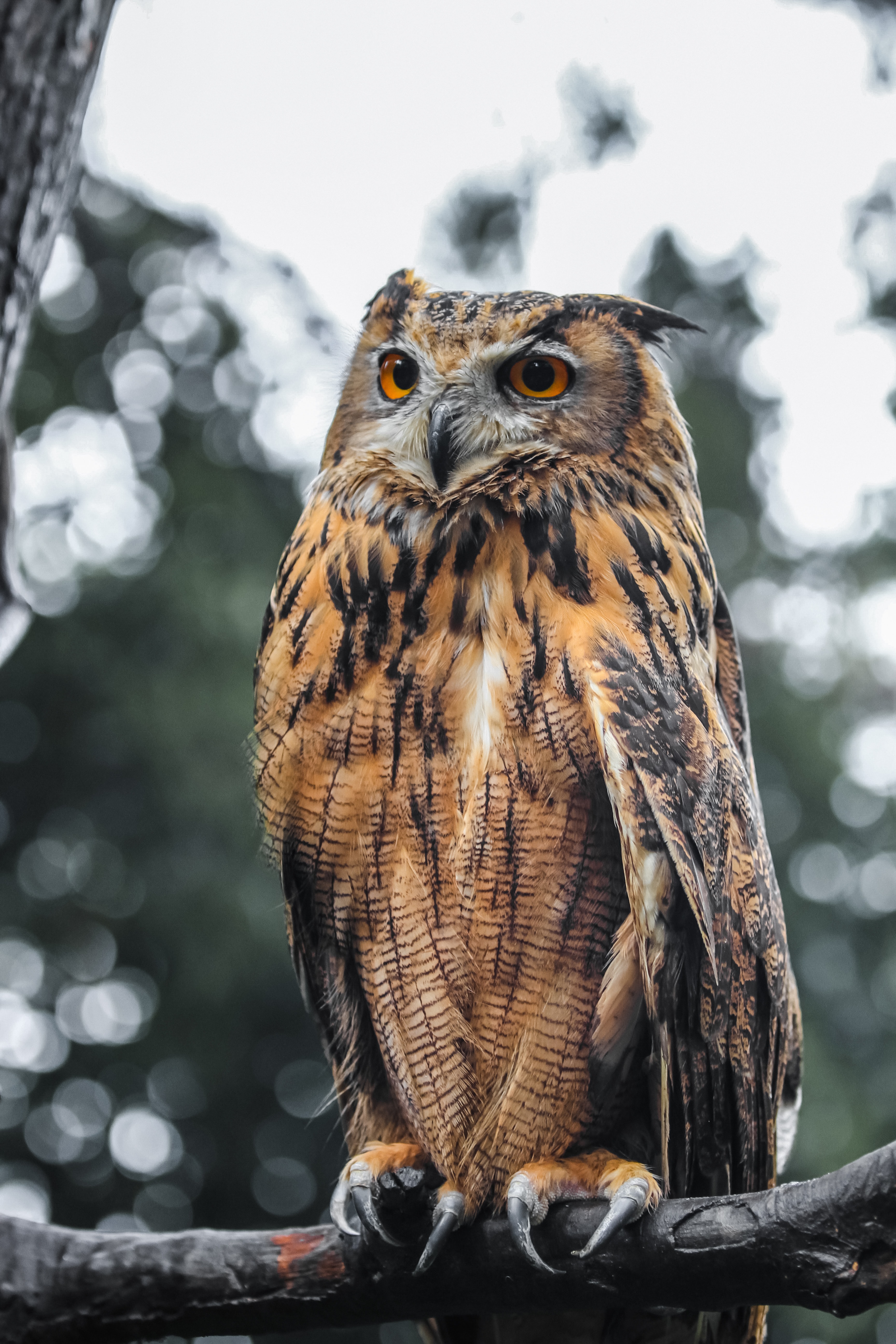 owl, eagle owl, wildlife, animals, bird, brown