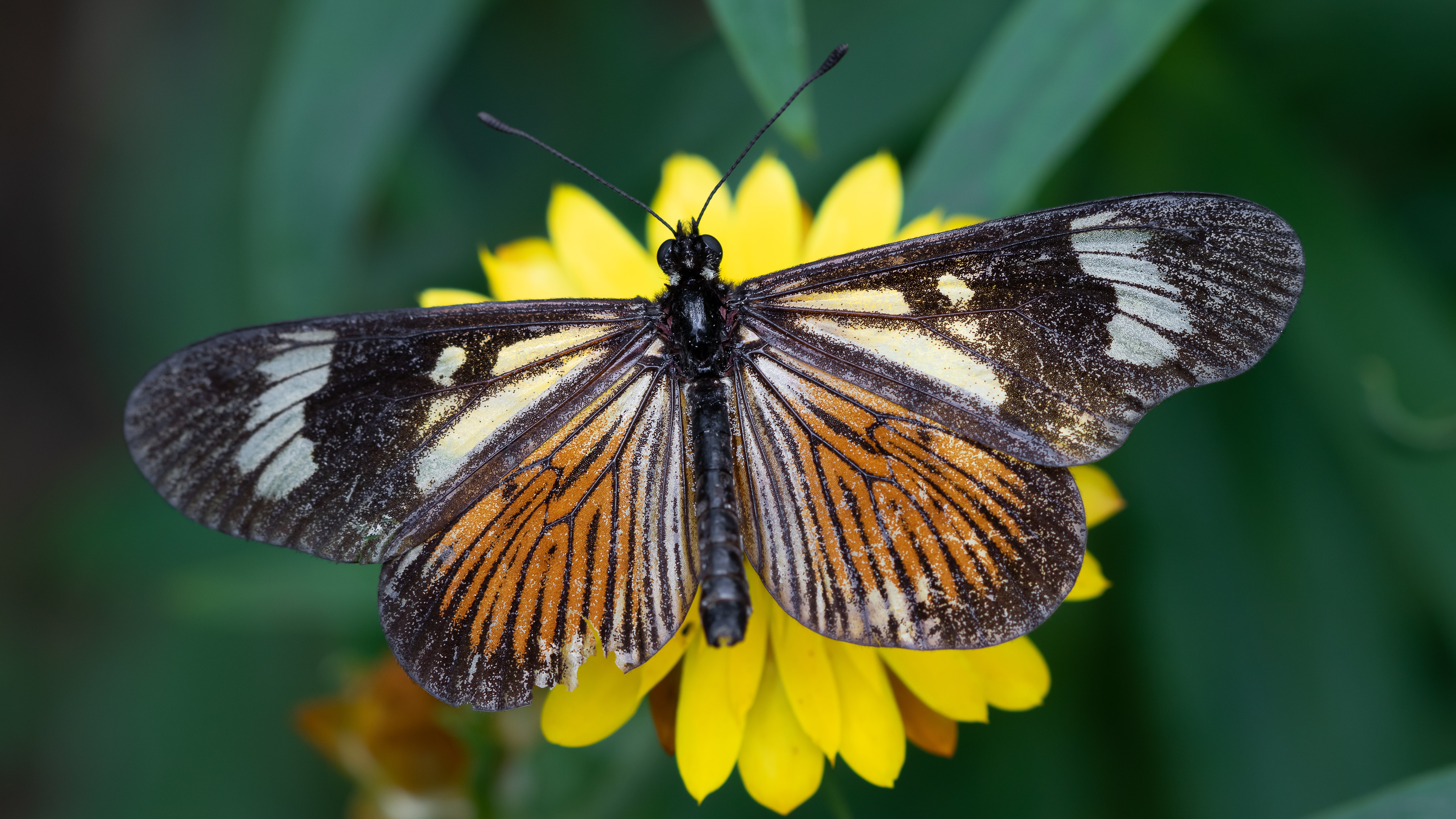 Laden Sie das Tiere, Schmetterlinge, Makro, Insekt, Gelbe Blume-Bild kostenlos auf Ihren PC-Desktop herunter