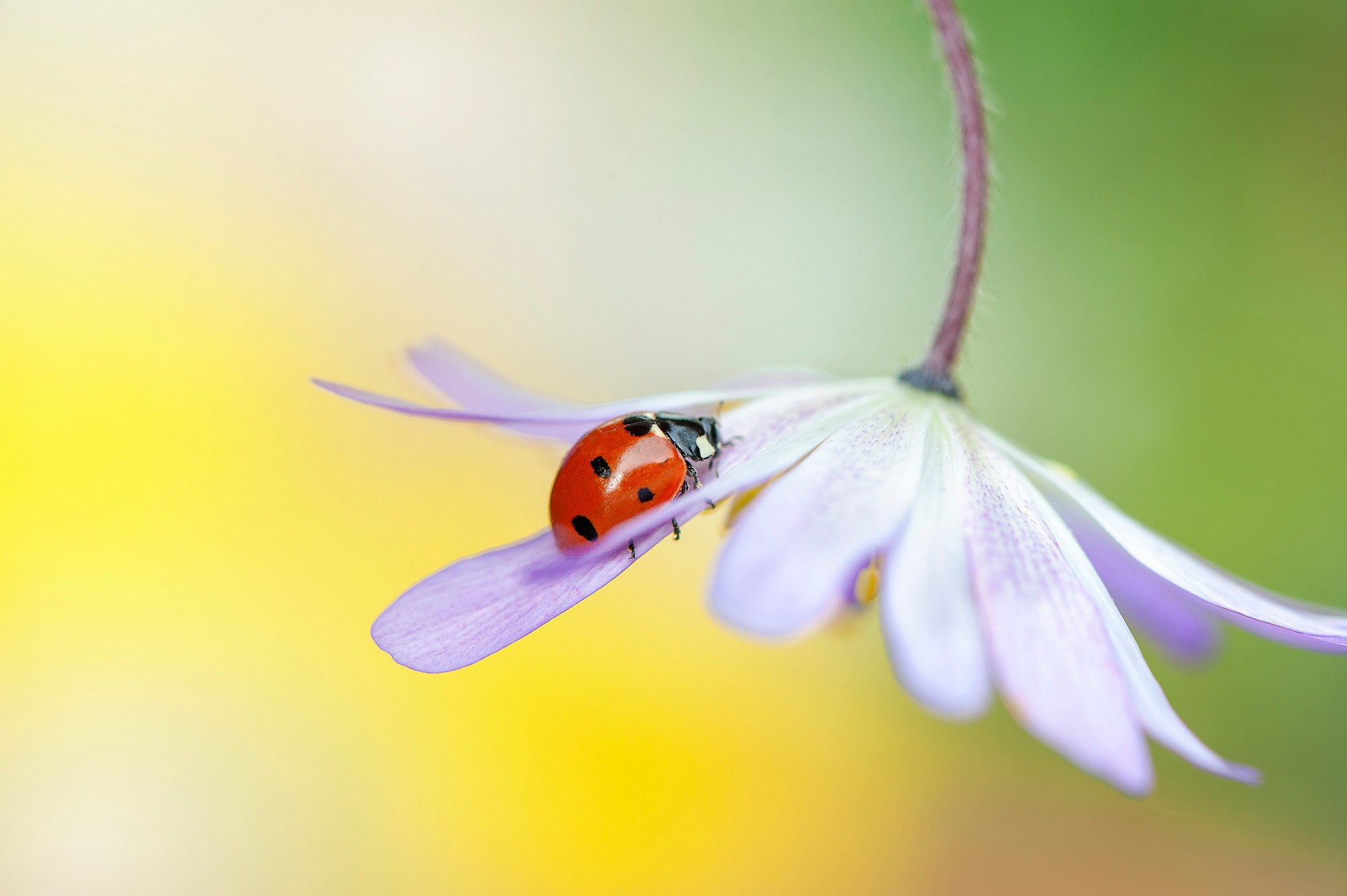 Download mobile wallpaper Flower, Macro, Insect, Animal, Ladybug for free.