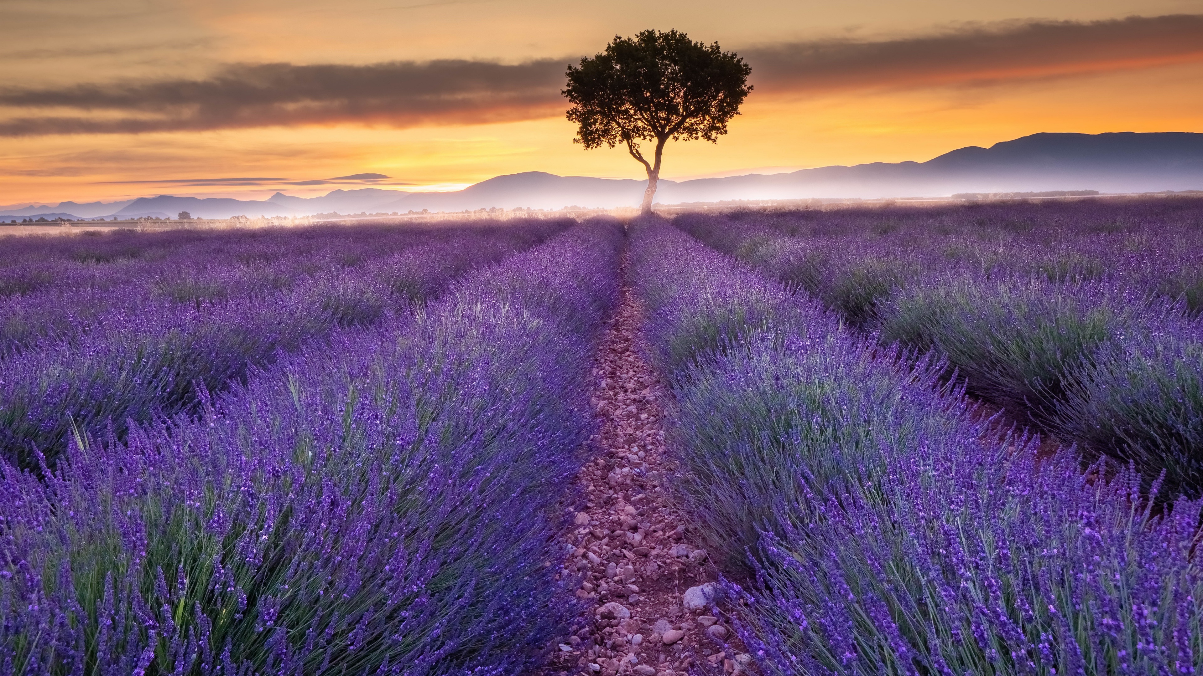 Laden Sie das Blumen, Feld, Lavendel, Sonnenuntergang, Erde/natur-Bild kostenlos auf Ihren PC-Desktop herunter