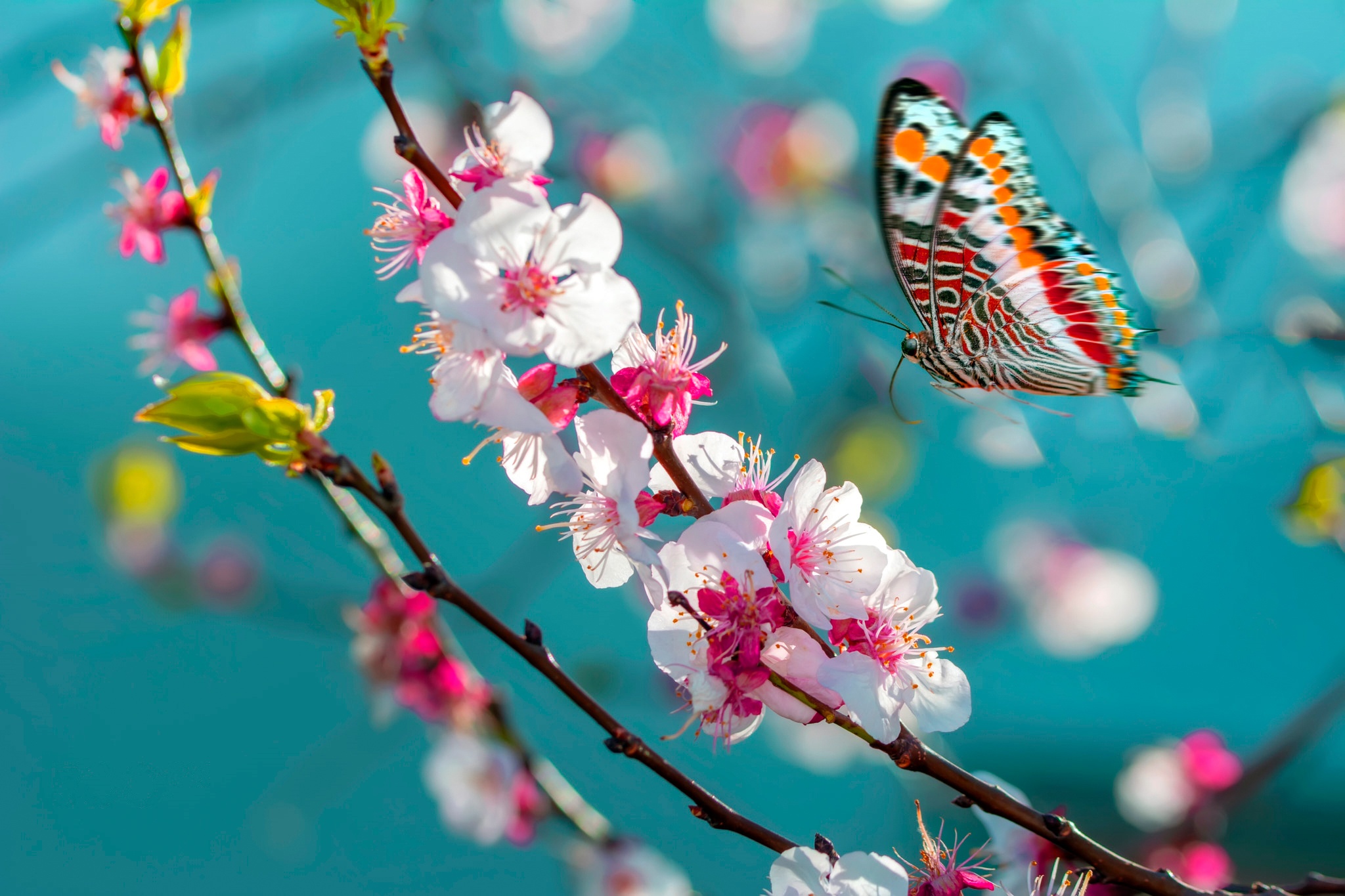 Handy-Wallpaper Tiere, Schmetterlinge, Blume, Makro, Insekt, Frühling, Blüte kostenlos herunterladen.