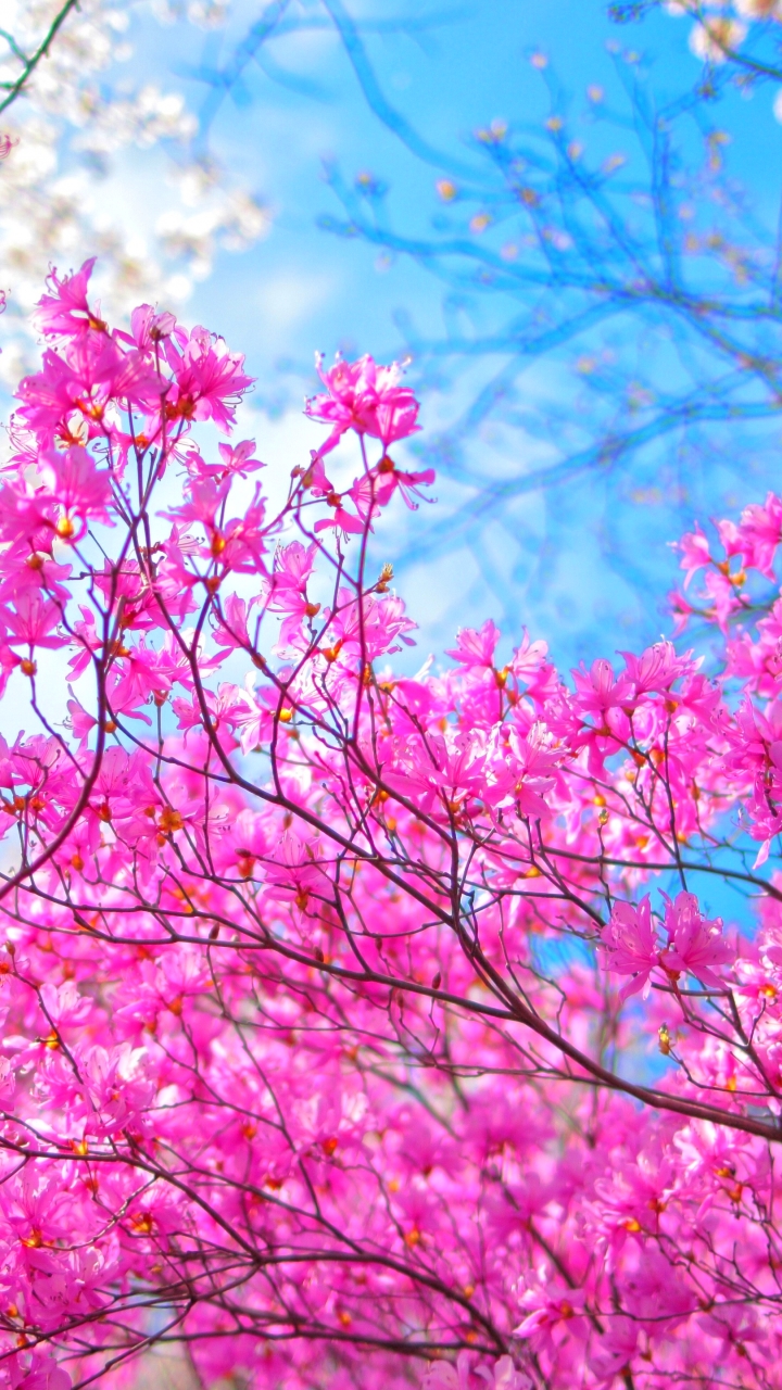 Download mobile wallpaper Flowers, Branch, Earth, Cherry Blossom, Blossom, Pink Flower for free.