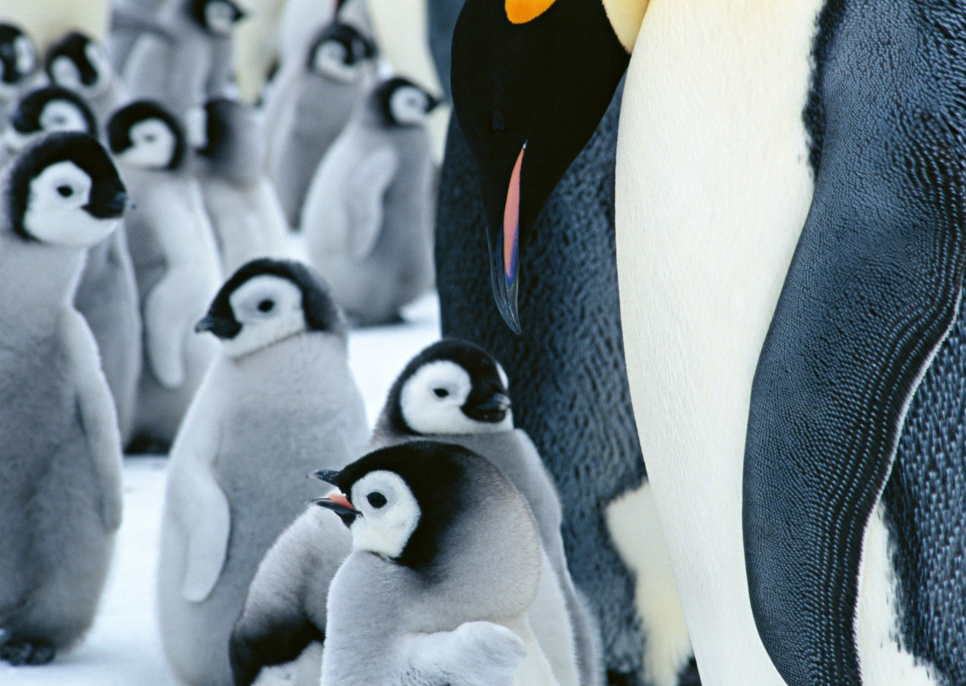 Download mobile wallpaper Penguin, Bird, Birds, Animal for free.