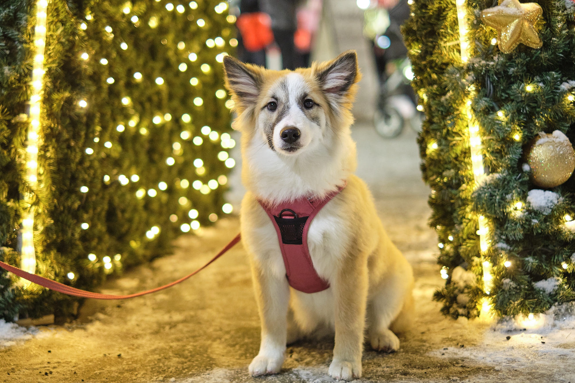 無料モバイル壁紙動物, クリスマス, 犬をダウンロードします。