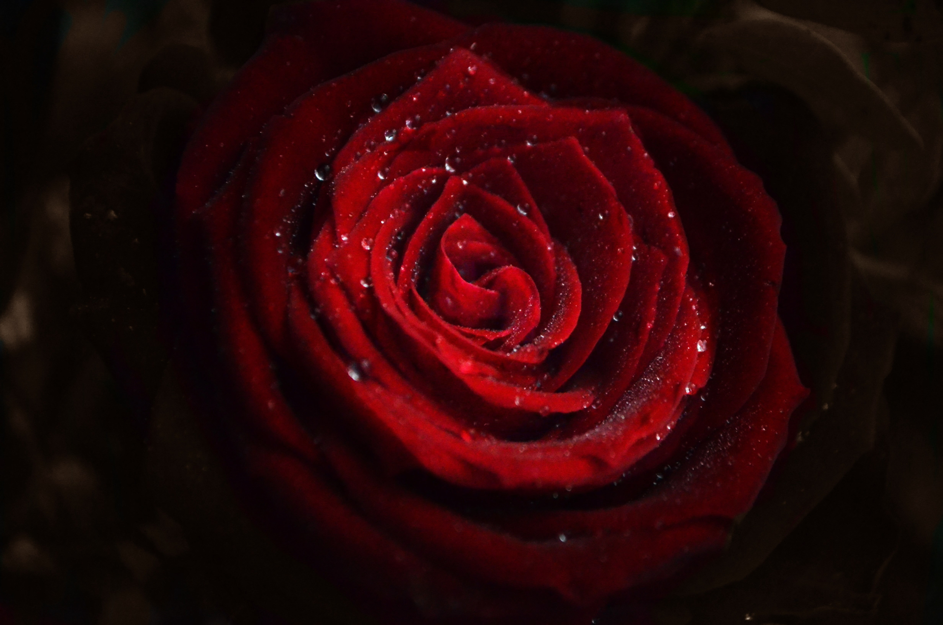 Baixe gratuitamente a imagem Flores, Rosa, Flor, Rosa Vermelha, Flor Vermelha, Terra/natureza na área de trabalho do seu PC