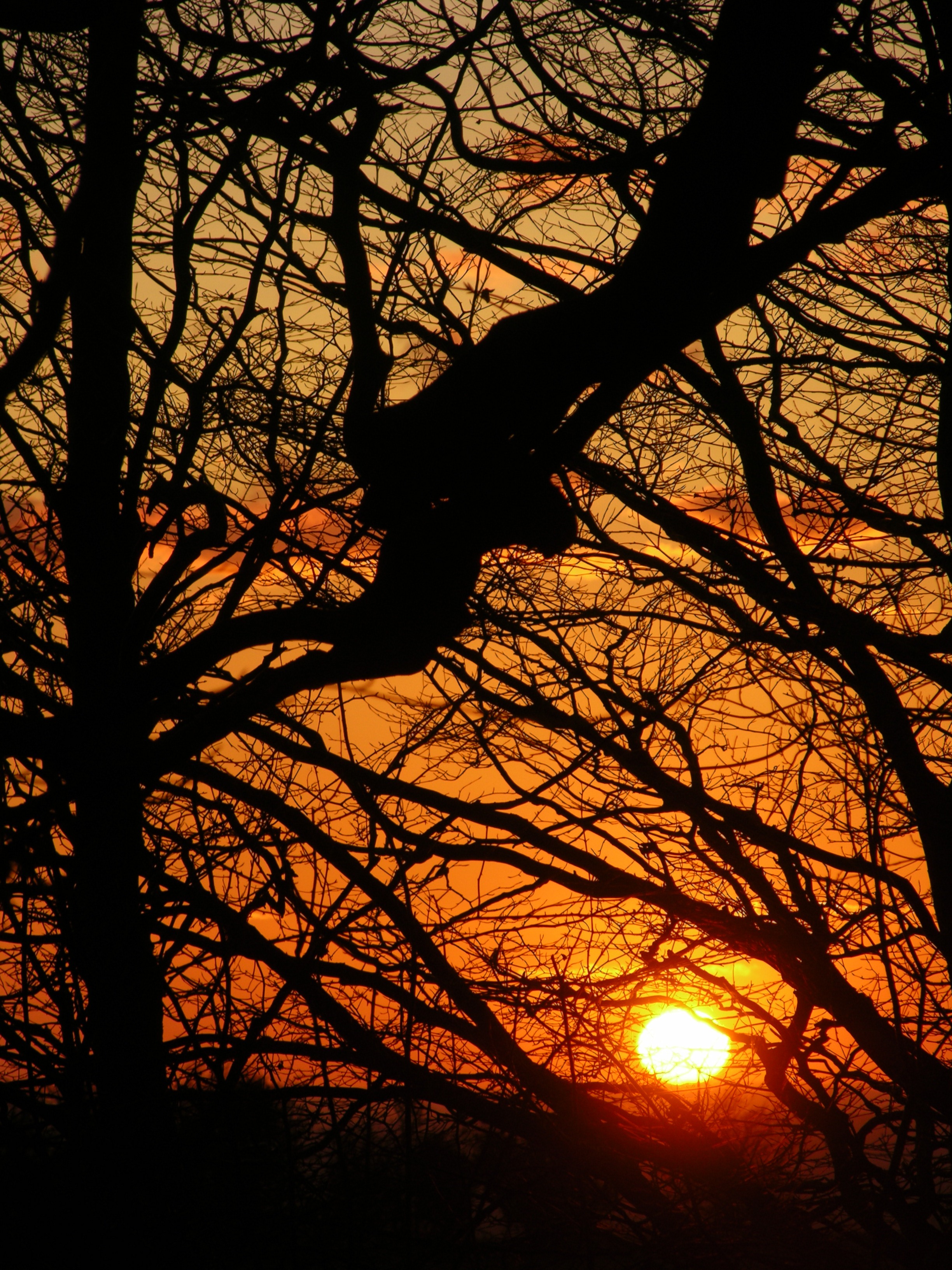 Download mobile wallpaper Tree, Wood, Branches, Sun, Sunset, Dark for free.