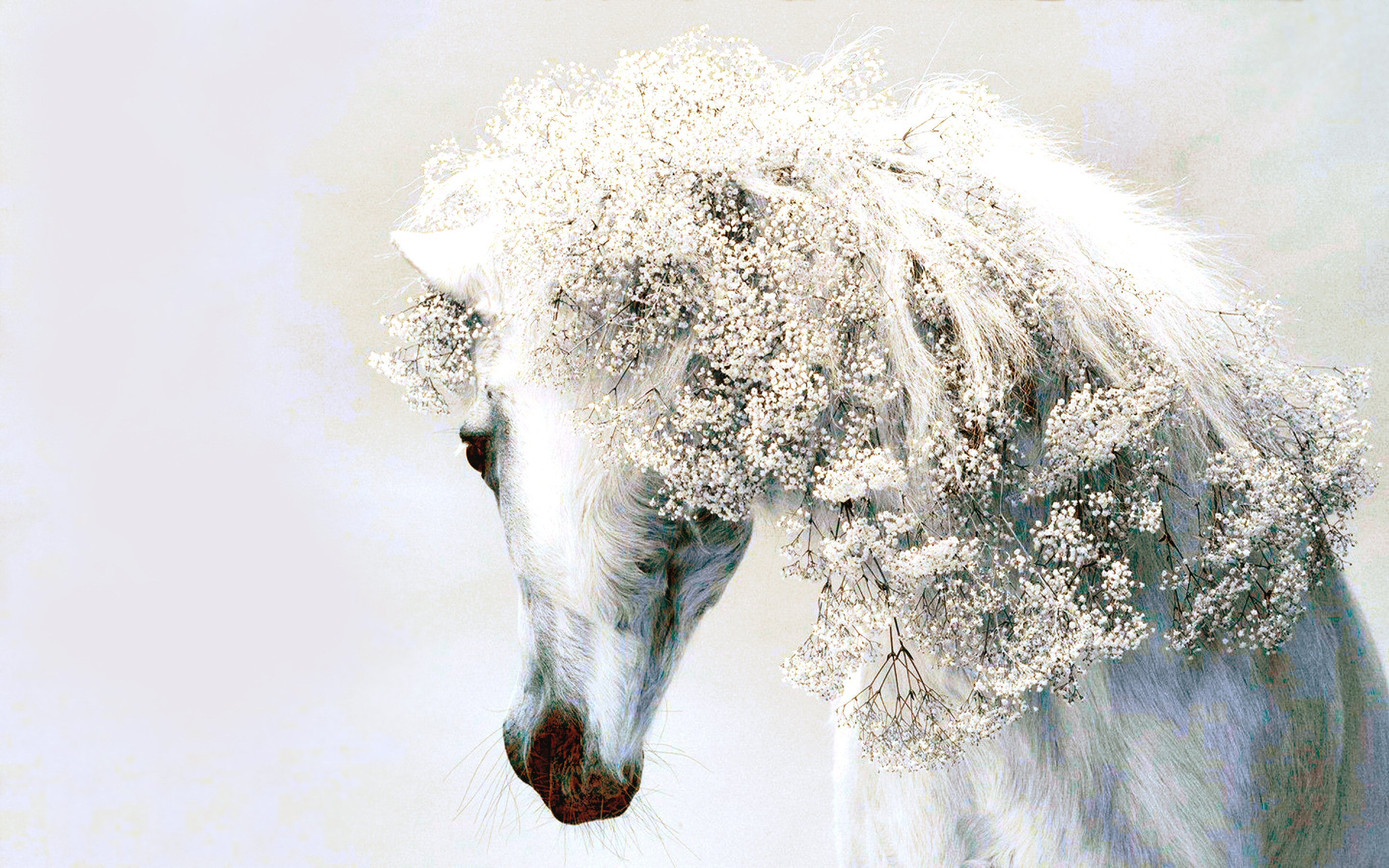 Free download wallpaper Horse, Photography, Manipulation on your PC desktop