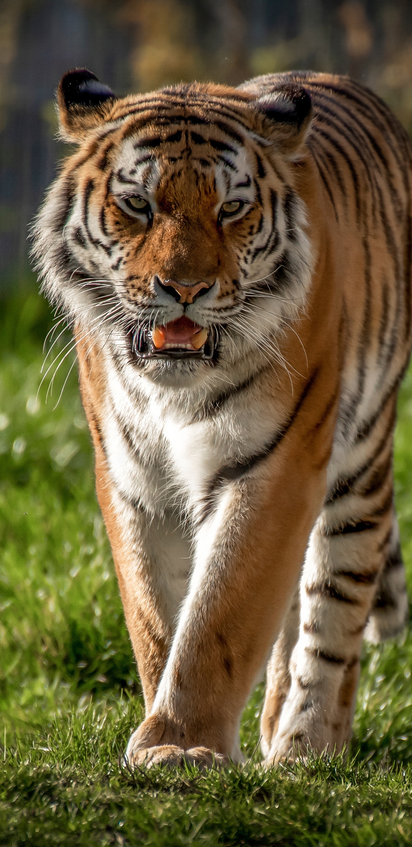 Descarga gratuita de fondo de pantalla para móvil de Animales, Gatos, Tigre.