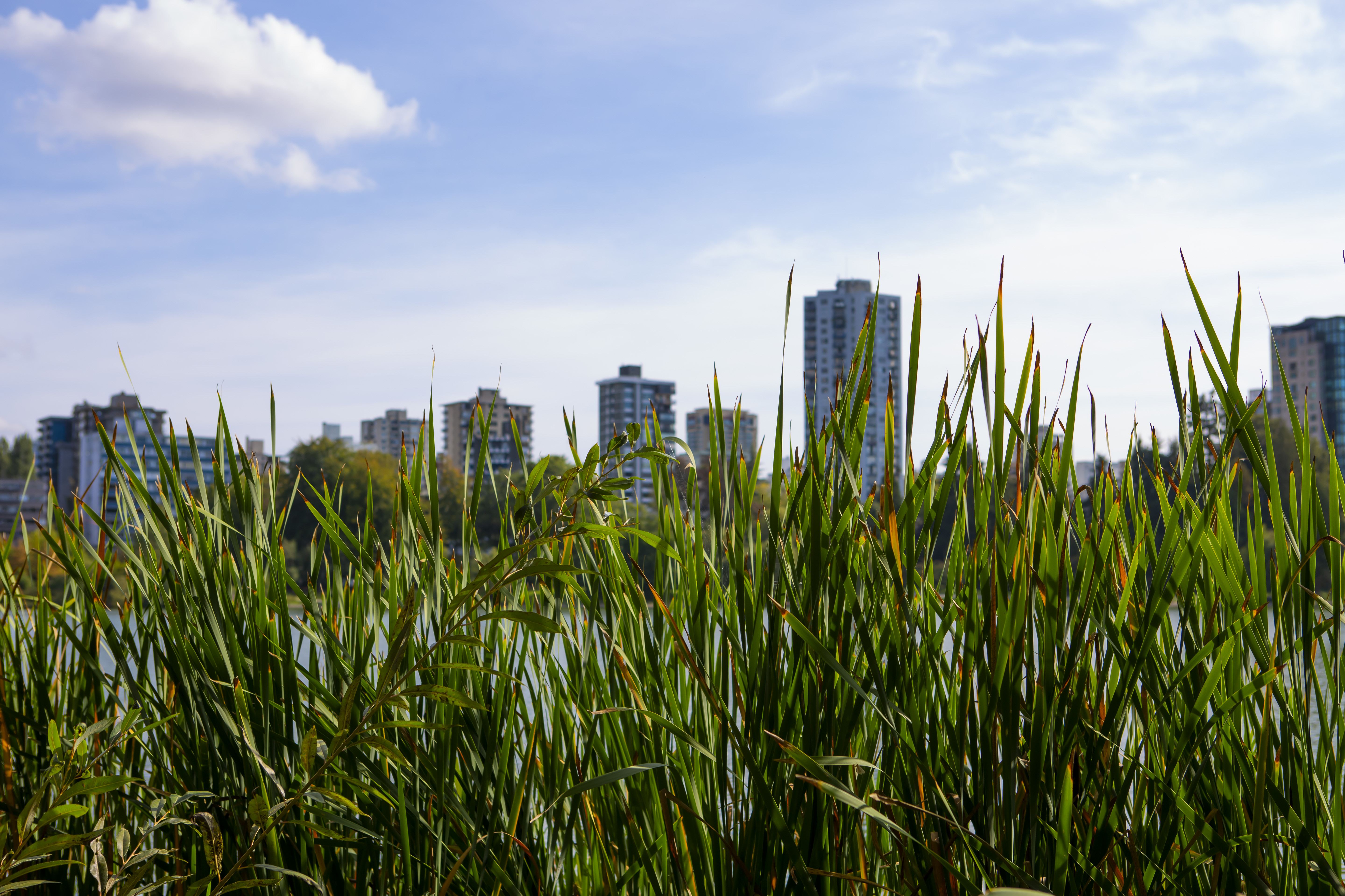 Download mobile wallpaper Building, Nature, City, Grass, Plant for free.