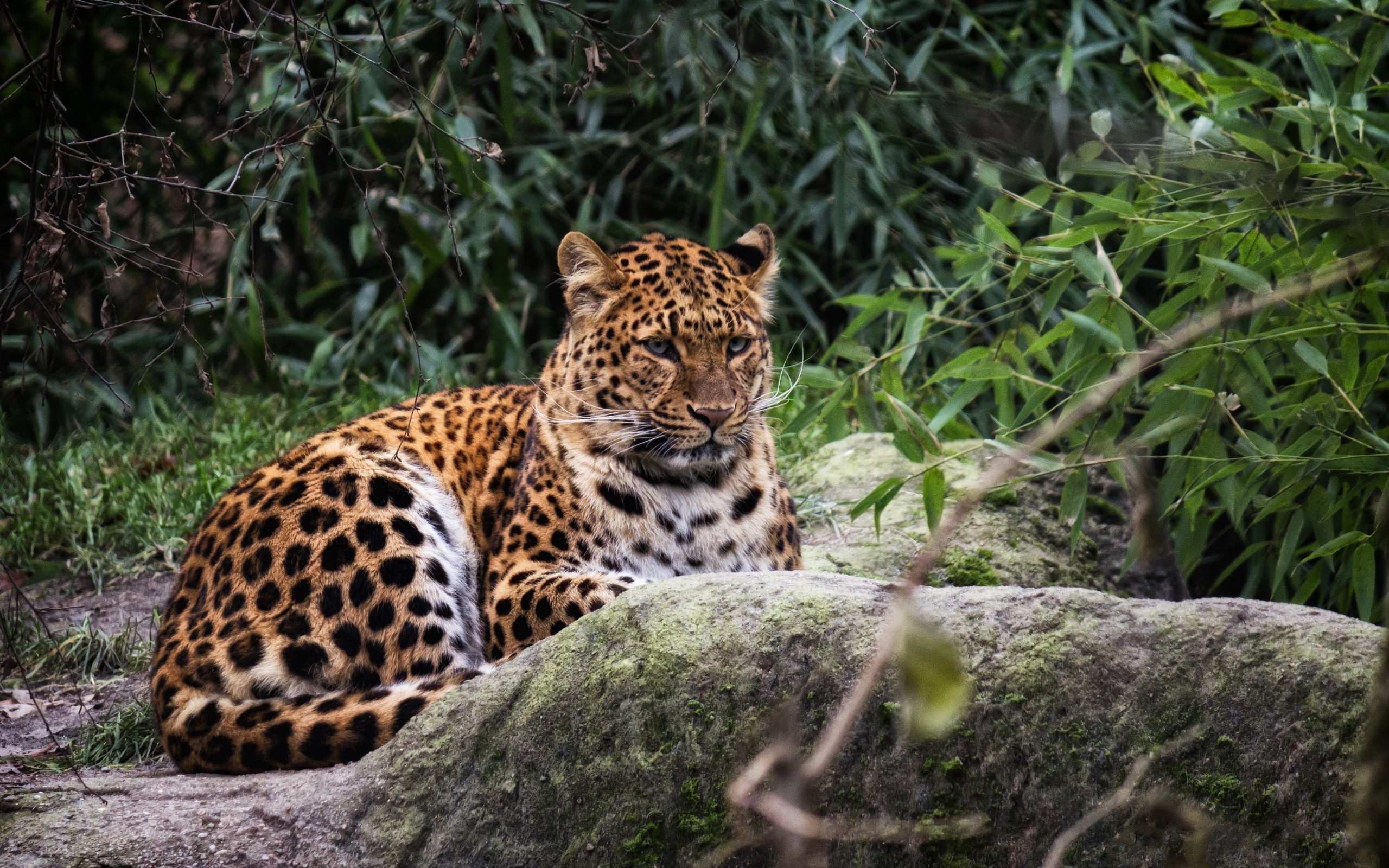 Handy-Wallpaper Leopard, Katzen, Tiere kostenlos herunterladen.