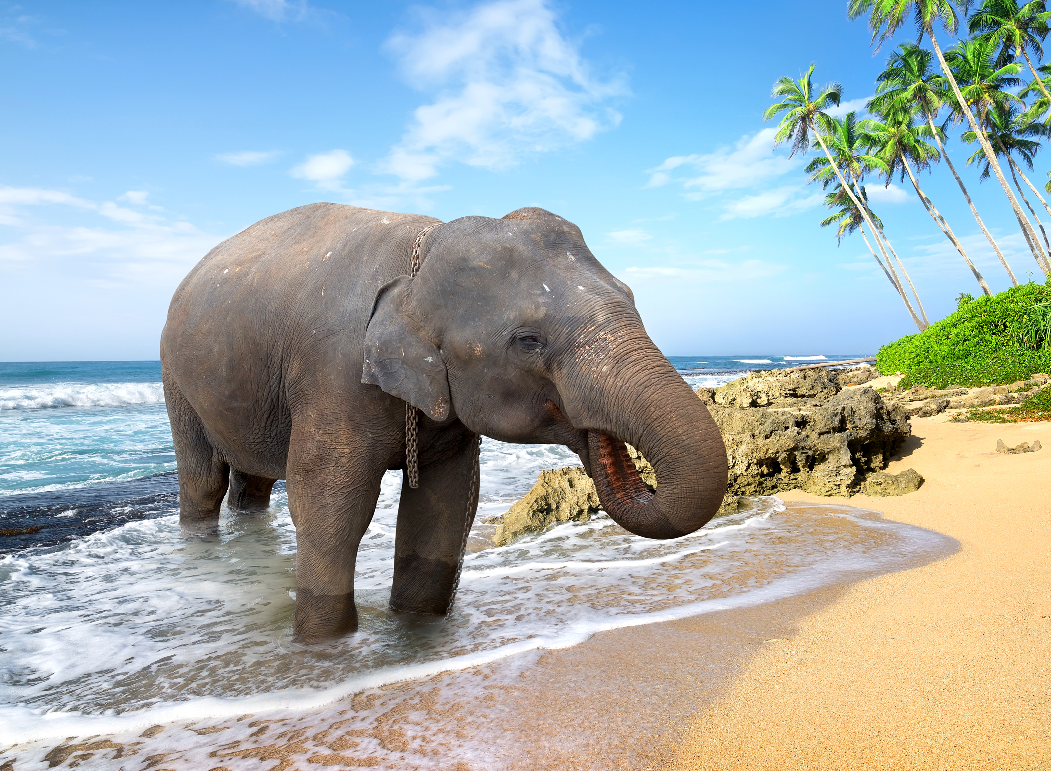 Download mobile wallpaper Beach, Elephants, Animal, Asian Elephant for free.