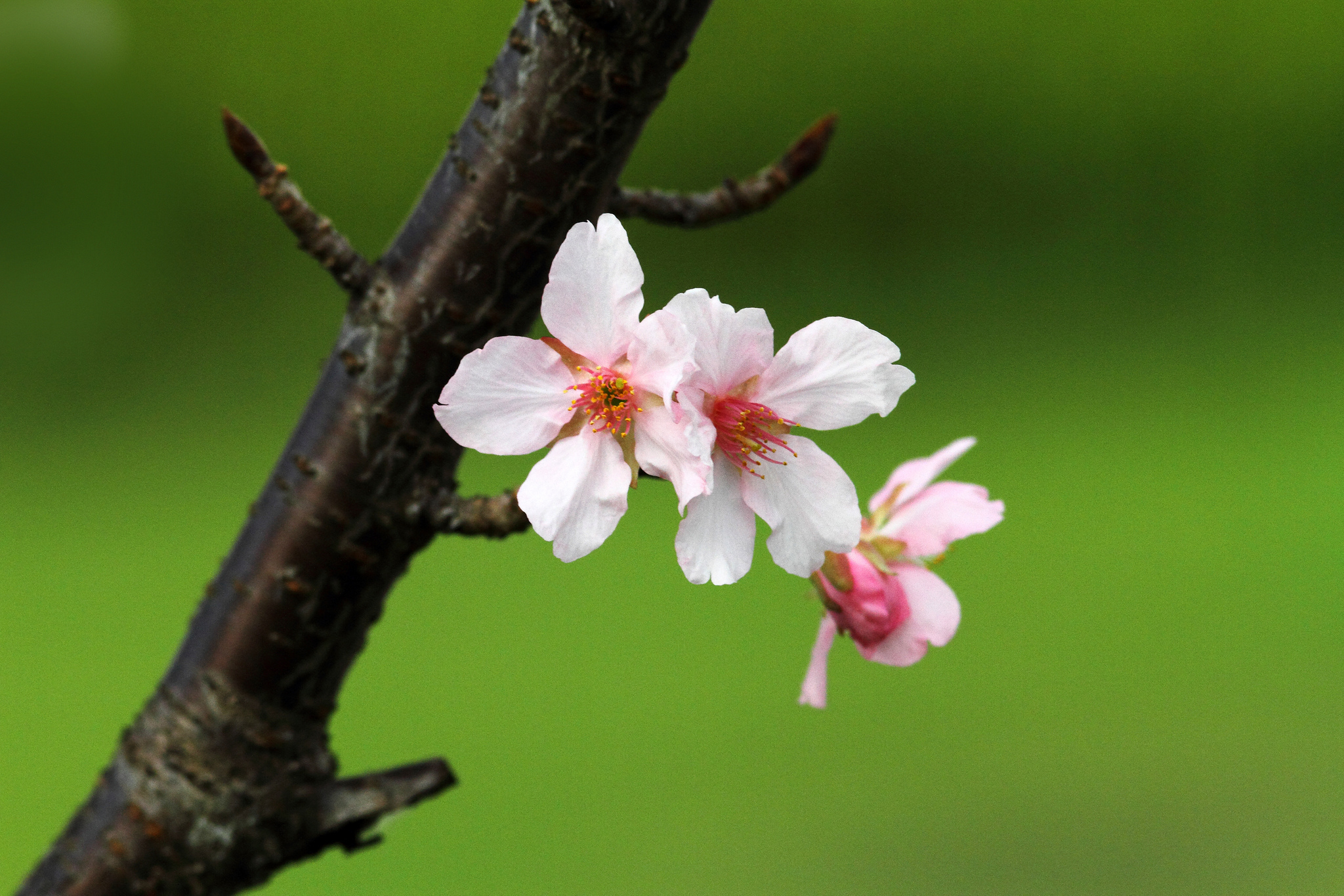 Free download wallpaper Blossom, Flowers, Earth on your PC desktop