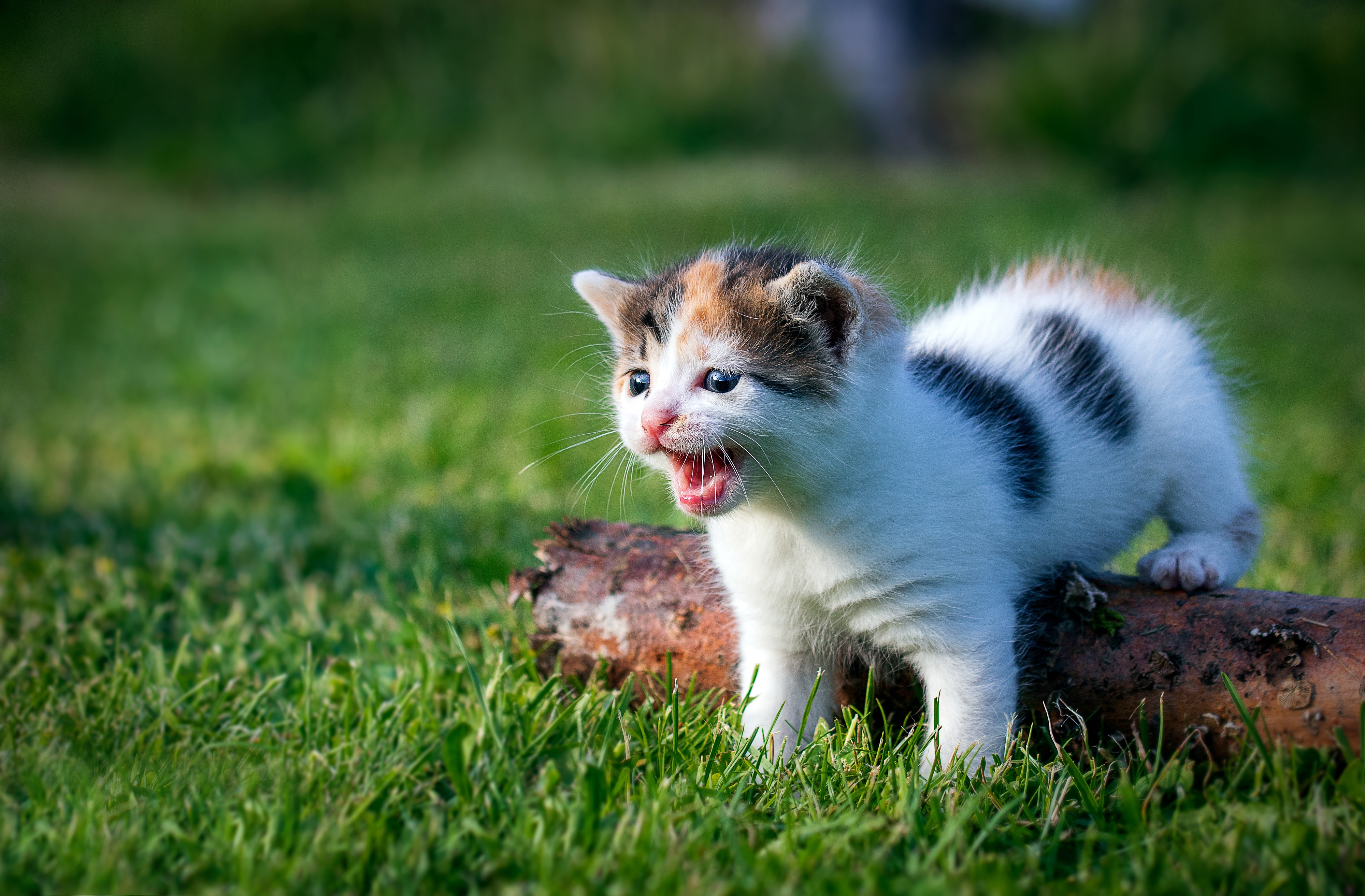 Laden Sie das Tiere, Katzen, Katze, Kätzchen, Tierbaby-Bild kostenlos auf Ihren PC-Desktop herunter