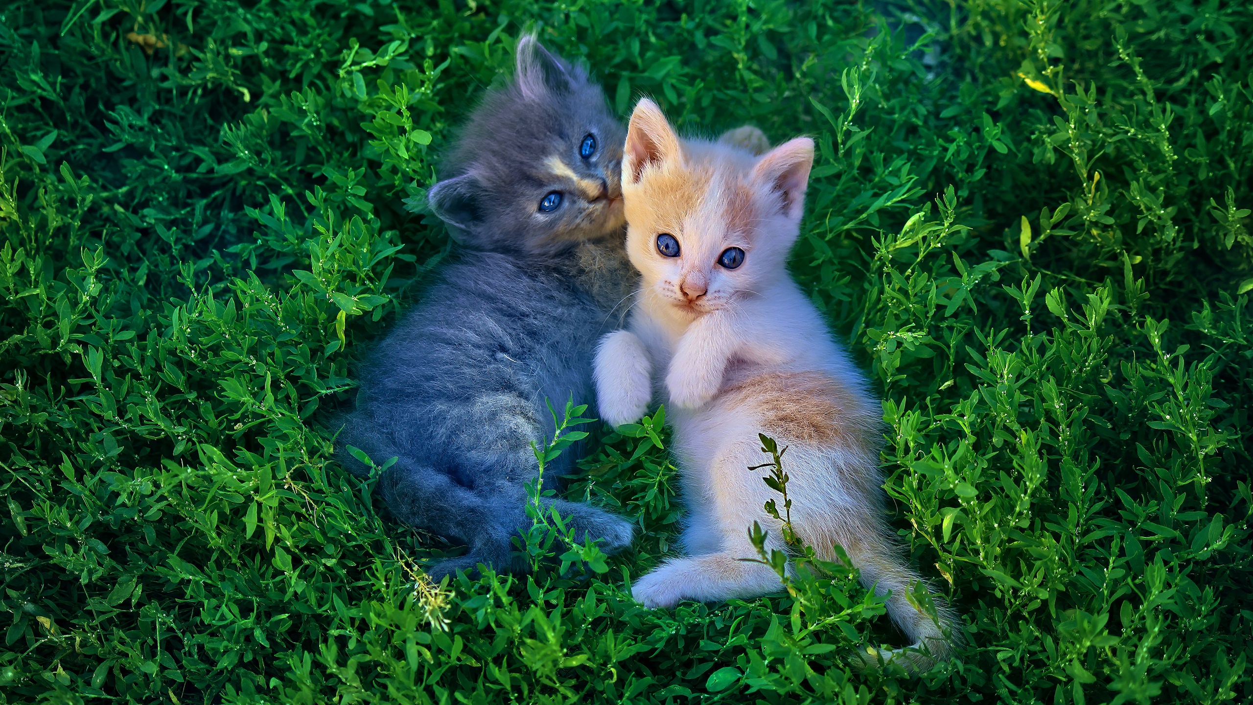 Download mobile wallpaper Cats, Grass, Cat, Kitten, Animal, Baby Animal for free.