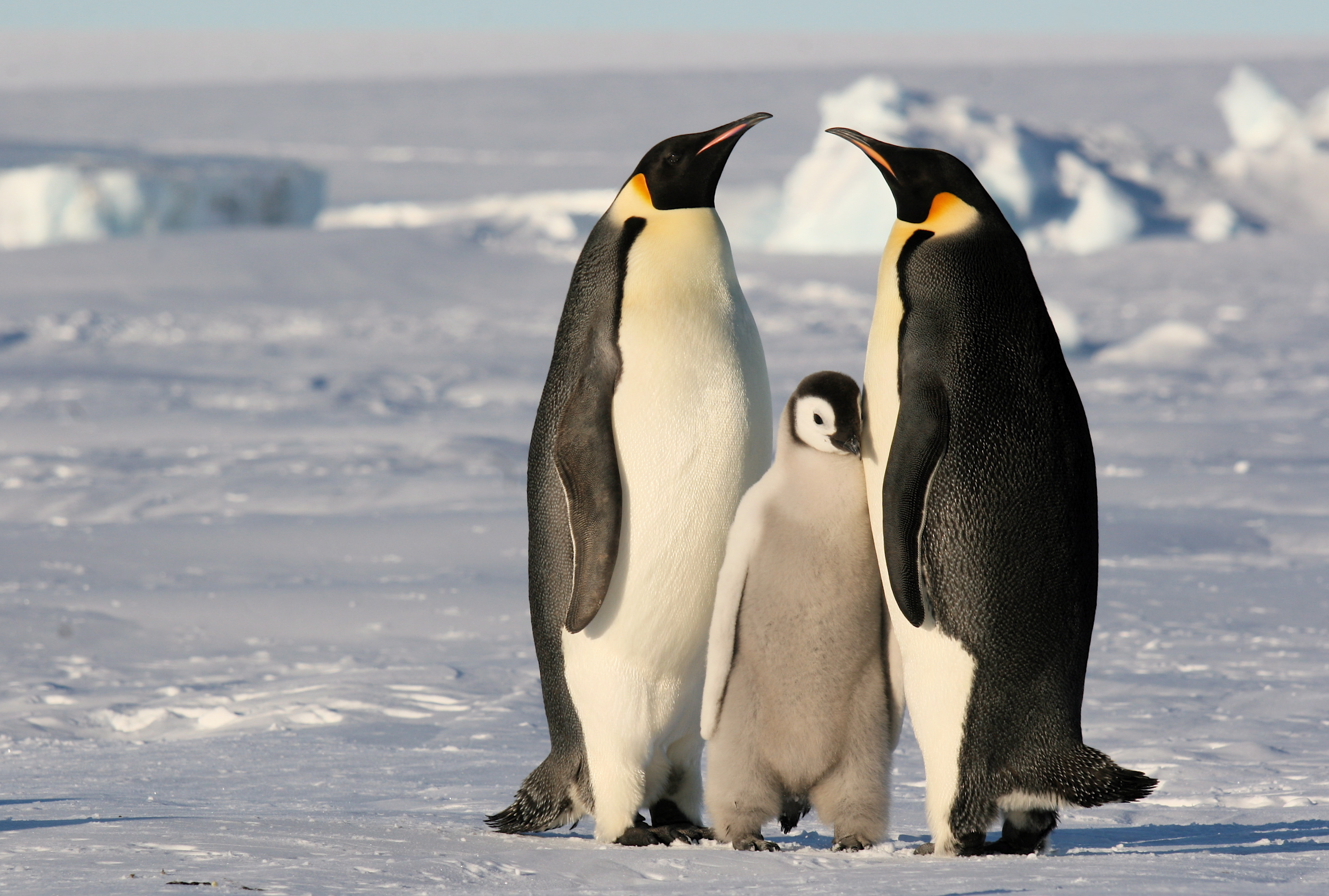 317656 descargar fondo de pantalla animales, pingüino emperador, aves: protectores de pantalla e imágenes gratis