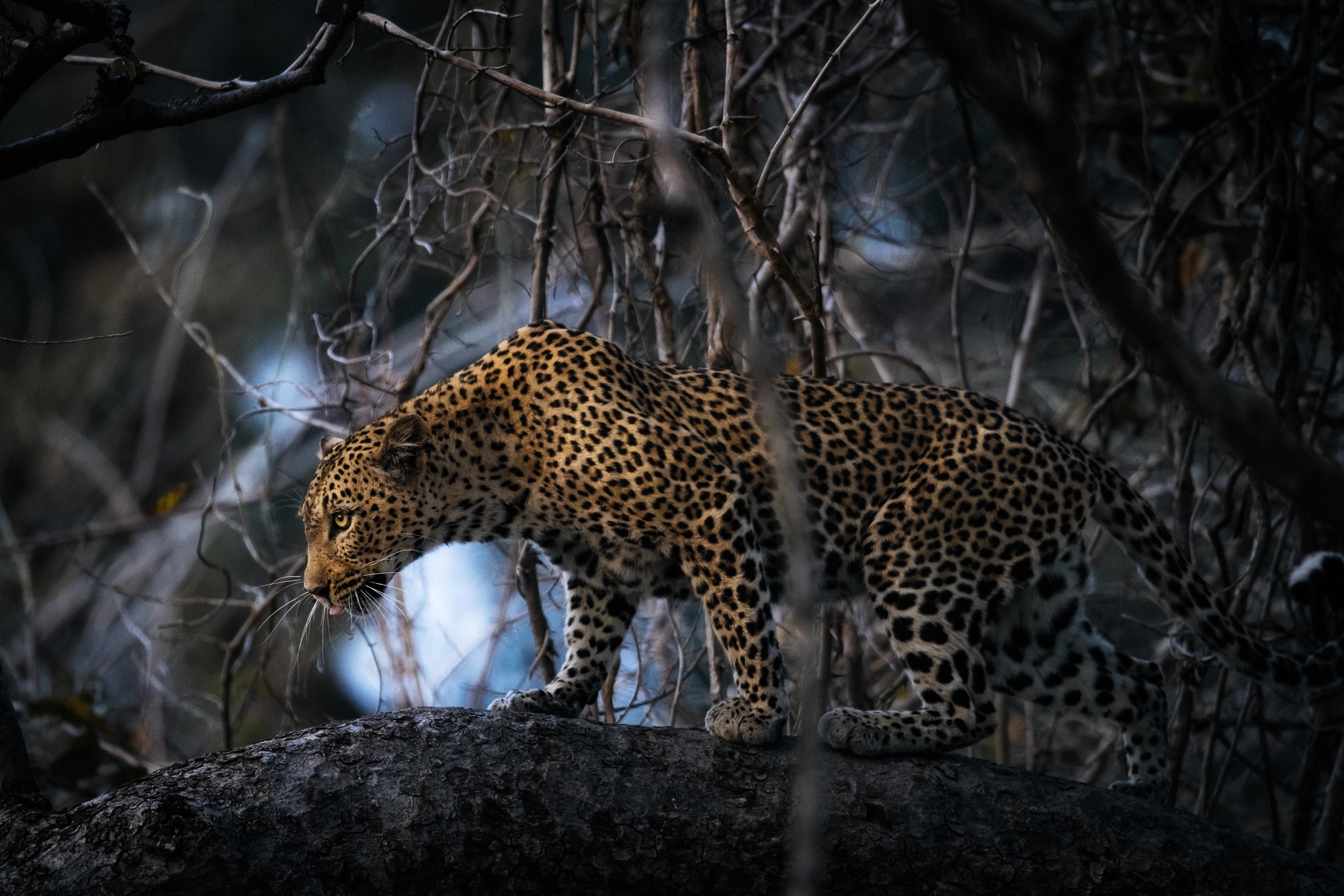 Free download wallpaper Cats, Leopard, Animal on your PC desktop