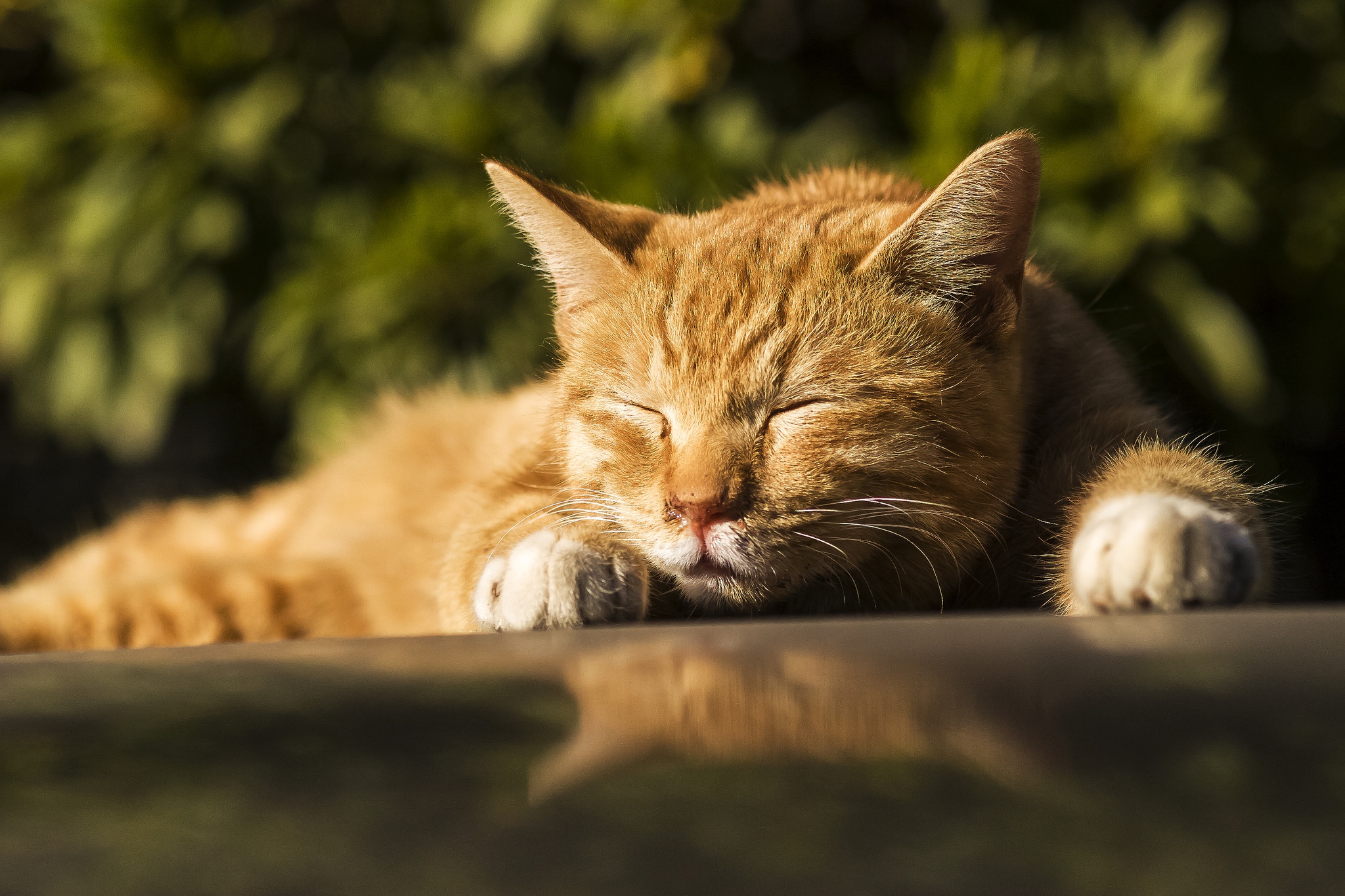 Laden Sie das Tiere, Katzen, Katze, Schlafen, Tiefenschärfe-Bild kostenlos auf Ihren PC-Desktop herunter