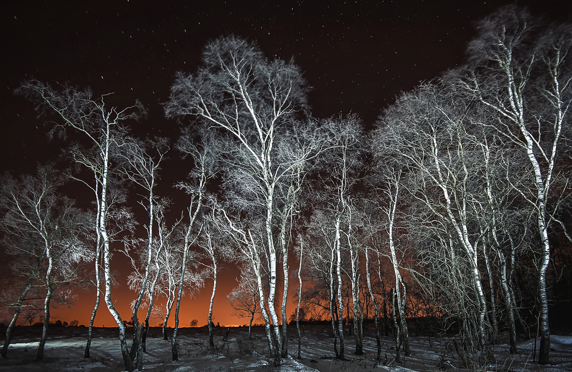 Laden Sie das Winter, Natur, Birken, Horizont, Baum, Nacht, Erde/natur, Sternenklarer Himmel-Bild kostenlos auf Ihren PC-Desktop herunter