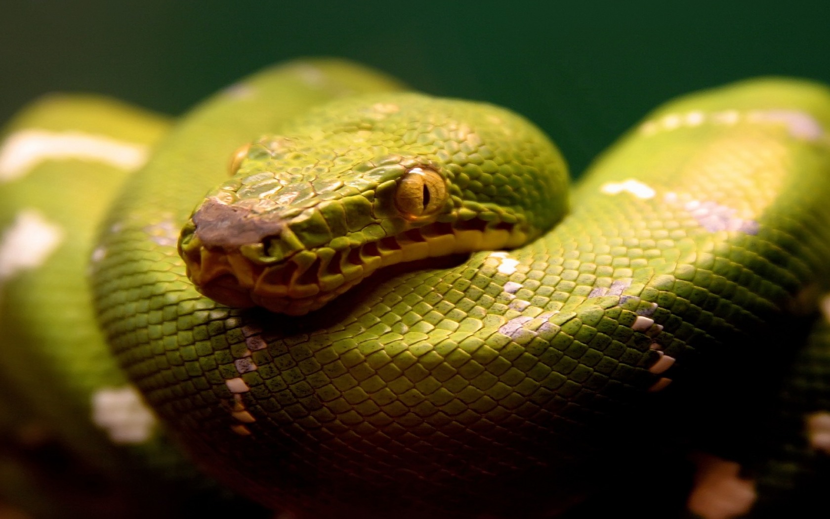 Téléchargez gratuitement l'image Animaux, Serpent, Python sur le bureau de votre PC