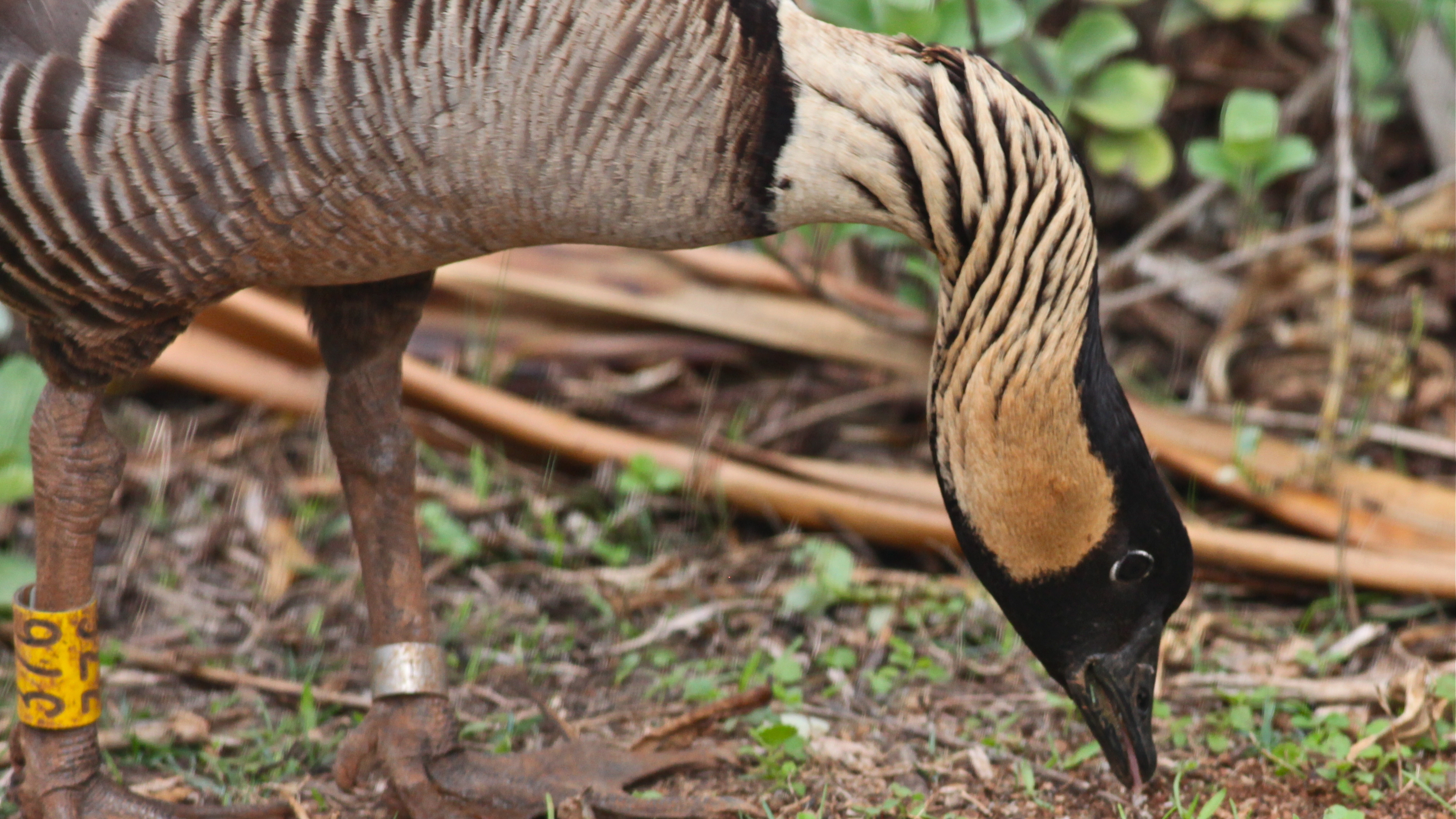 Baixe gratuitamente a imagem Animais, Aves, Pássaro na área de trabalho do seu PC