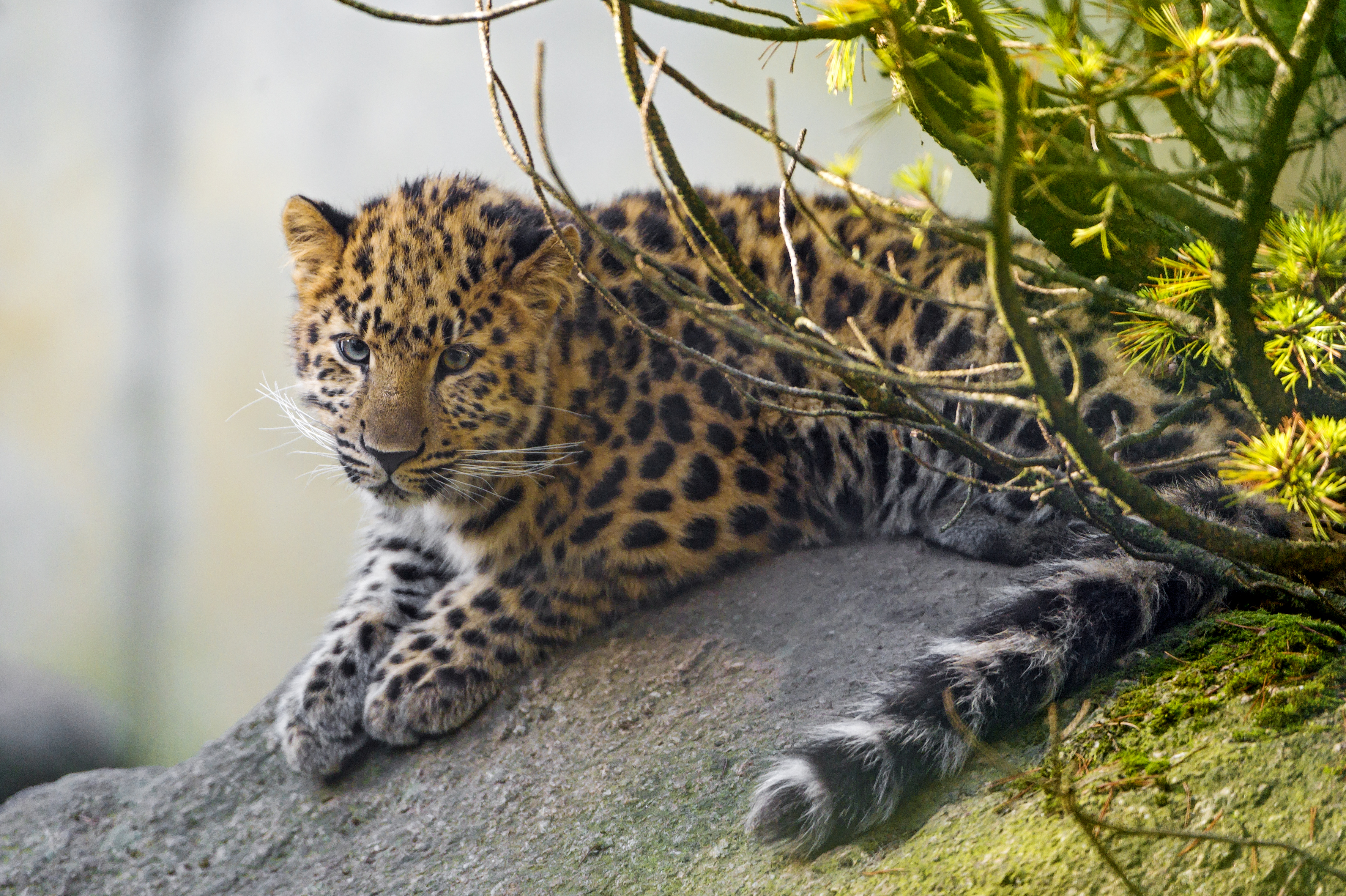 1526908 descargar imagen animales, leopardo, el leopardo de amur, gatos: fondos de pantalla y protectores de pantalla gratis