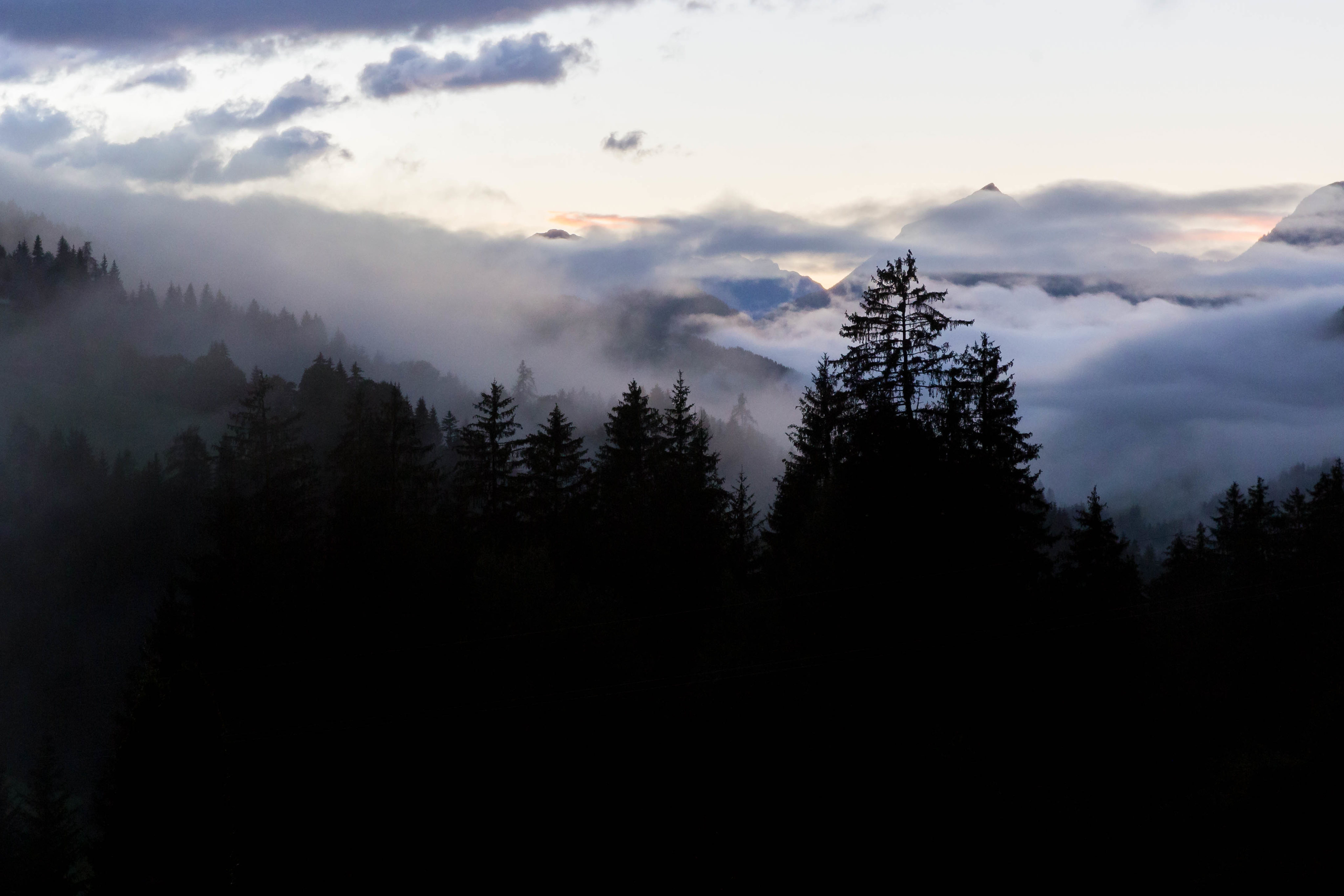Скачать обои бесплатно Туман, Ель, Вечер, Деревья, Лес, Природа картинка на рабочий стол ПК