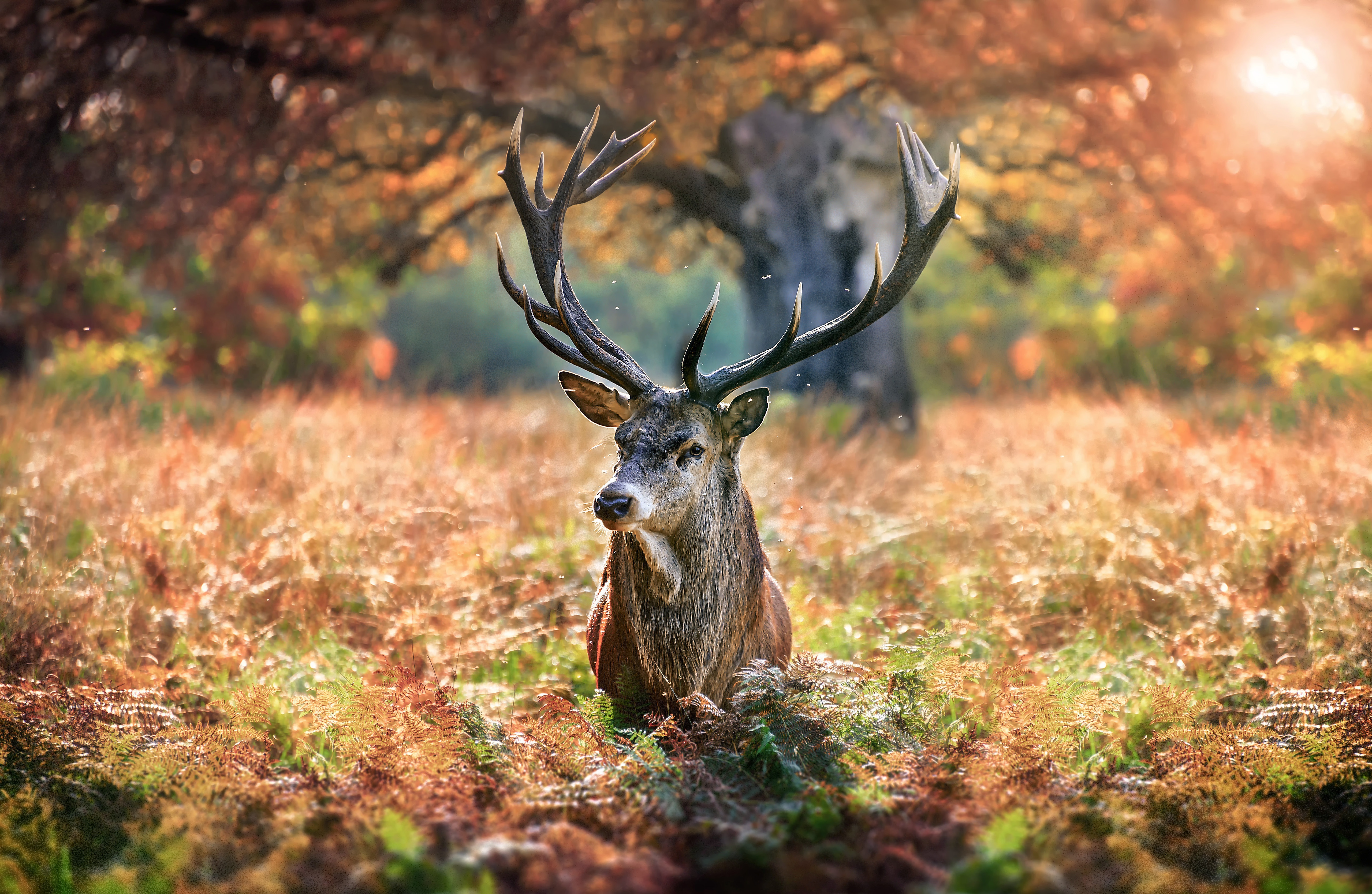 Free download wallpaper Animal, Deer on your PC desktop