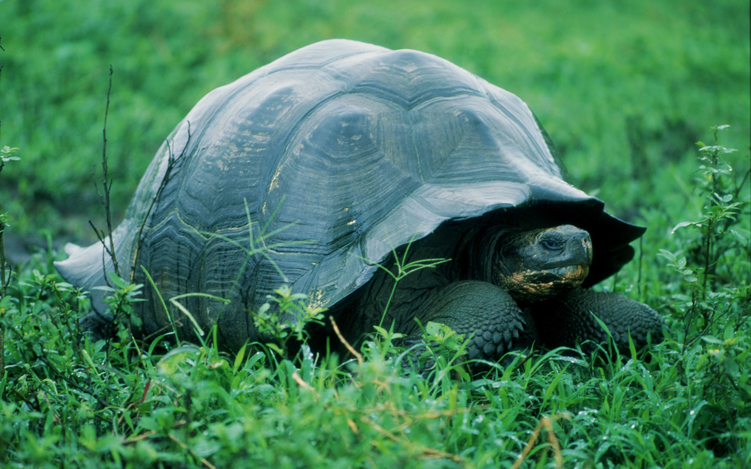 308209 descargar imagen animales, tortuga, tortugas: fondos de pantalla y protectores de pantalla gratis